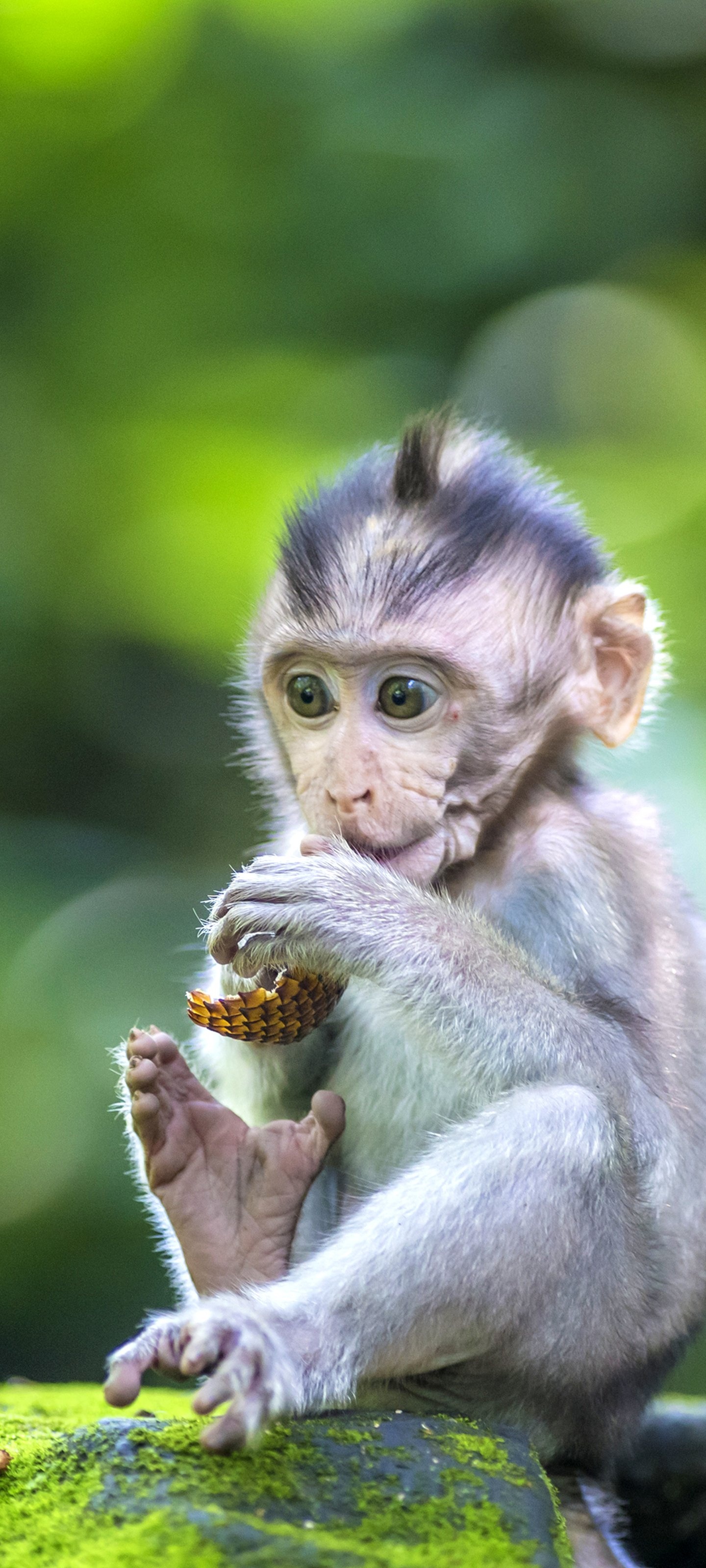Animal monkey, Monkey, 1440x3200 HD Phone