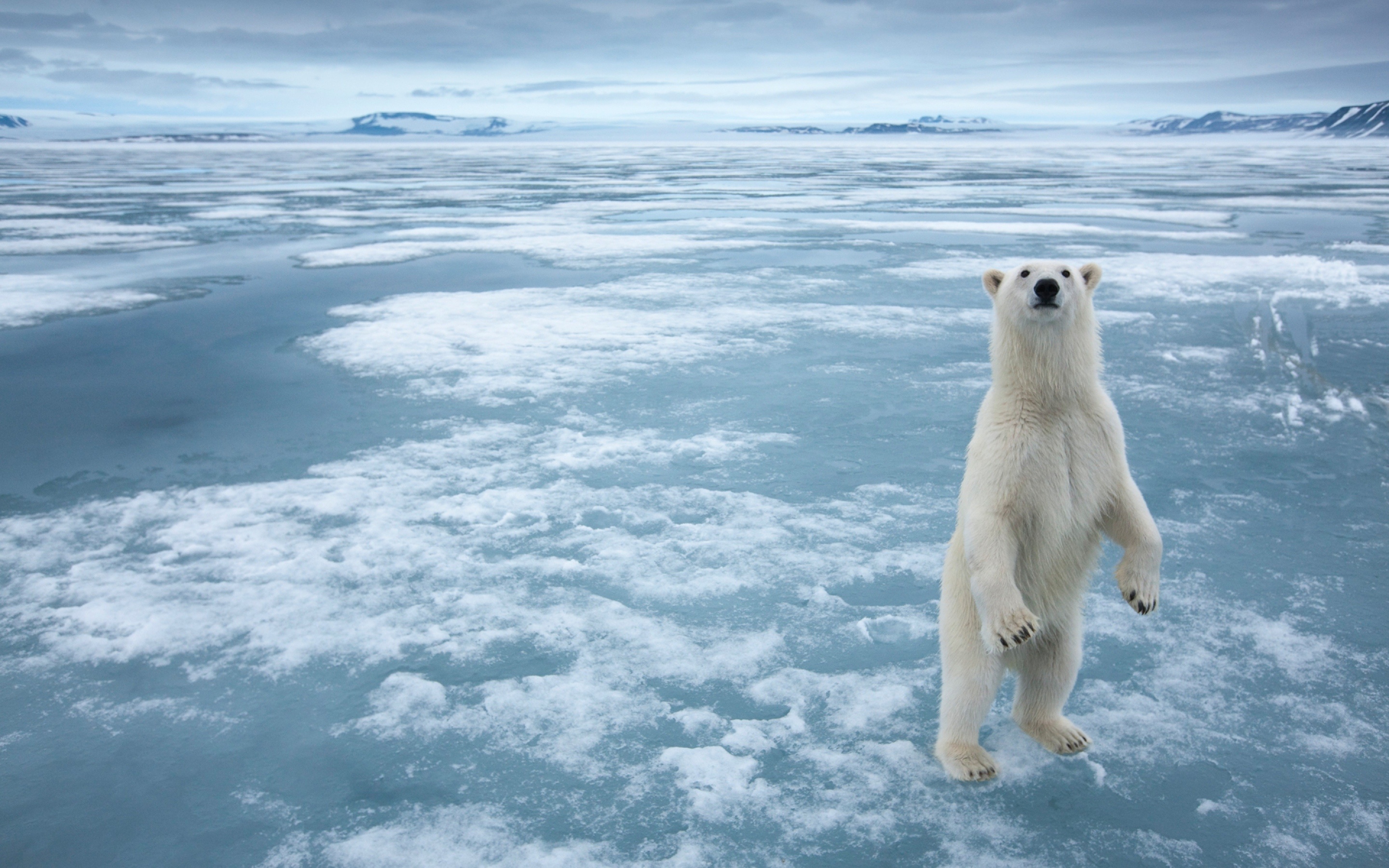 Arctic travels, Animals white, Arctic polar bear, Snow frozen sea, 2880x1800 HD Desktop