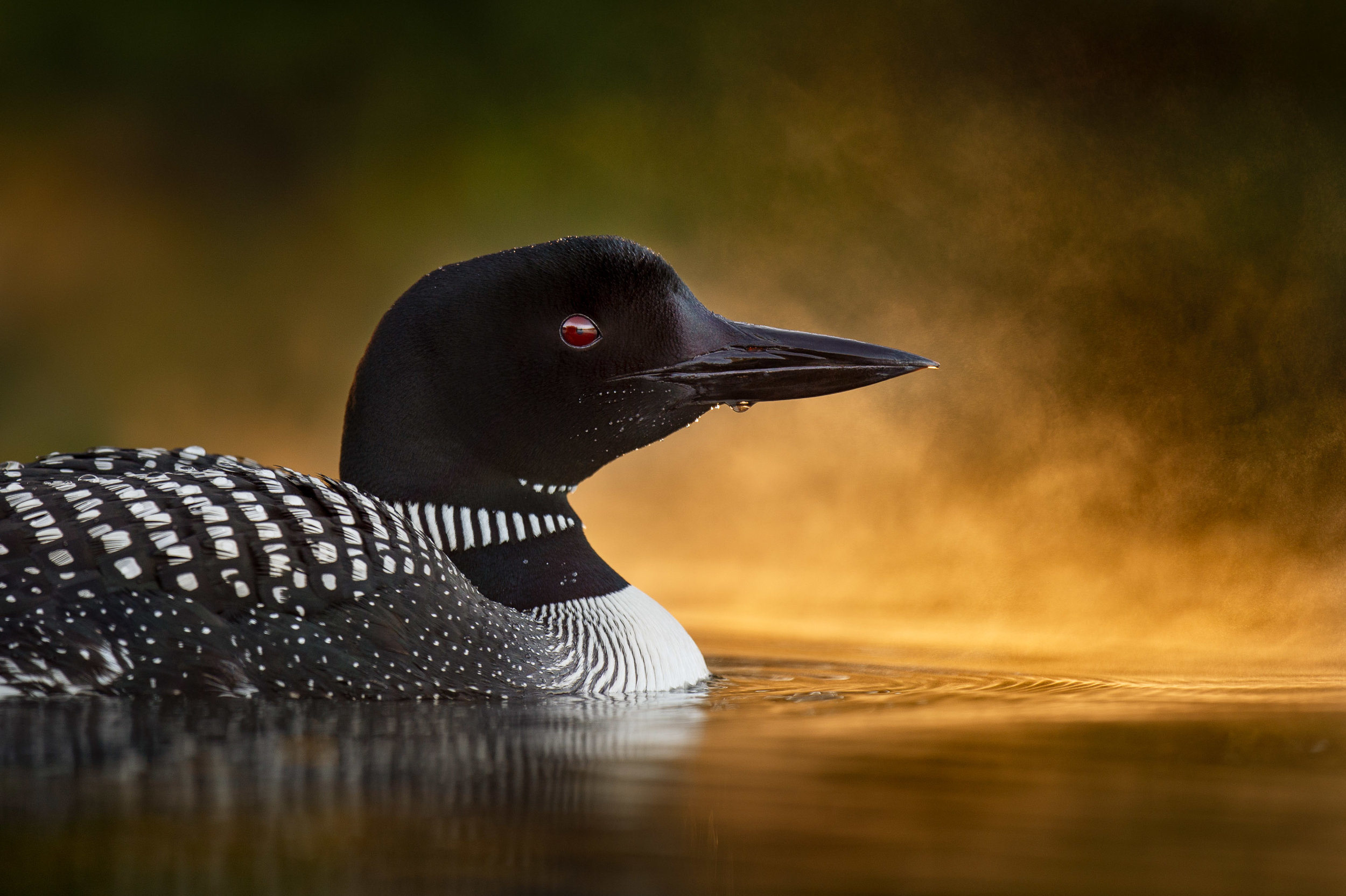 Common loons, New Hampshire trip, Ray Hennessy, Wildlife, 2500x1670 HD Desktop