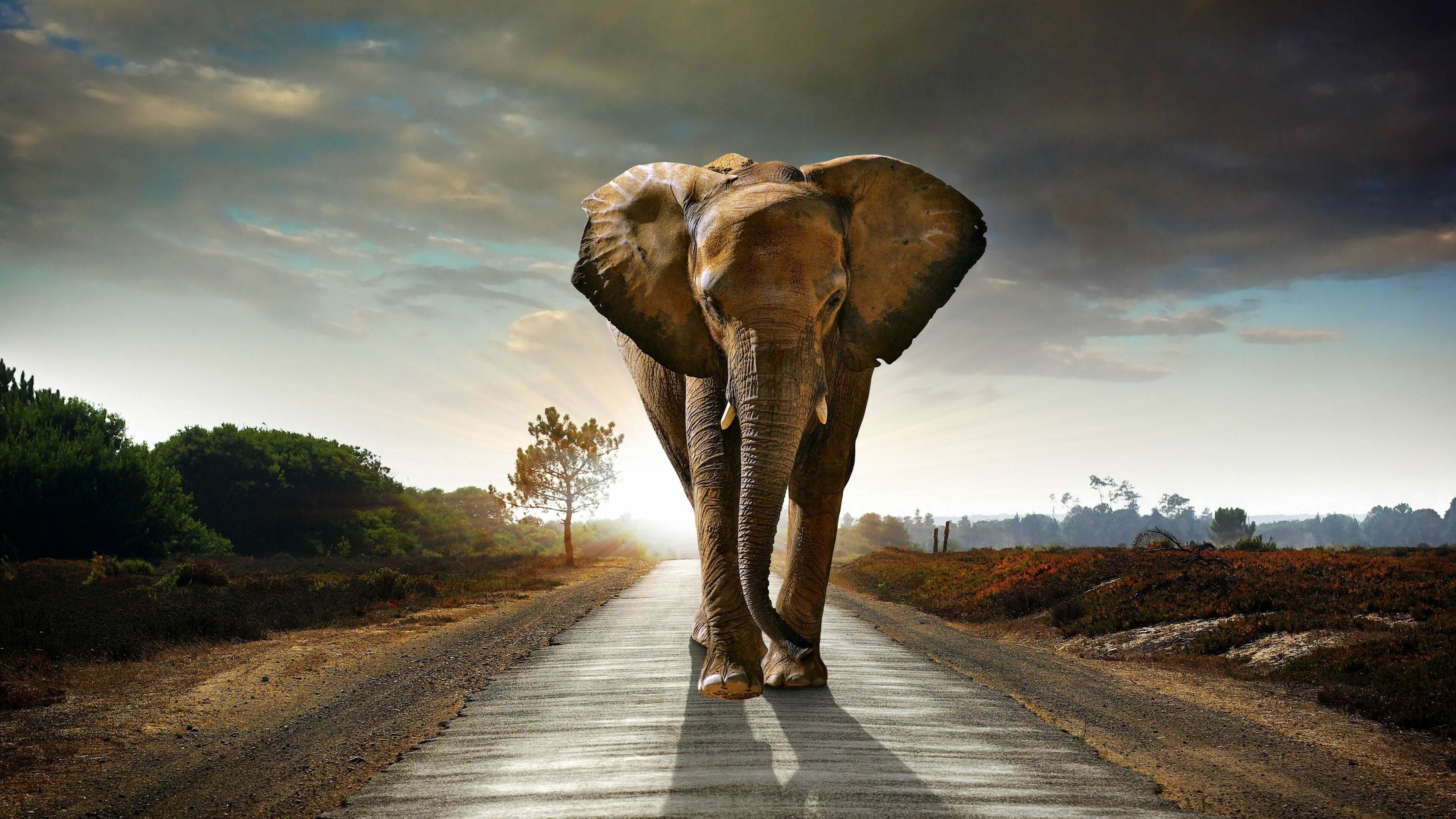 Elephant: The largest existing land animal. 3840x2160 4K Background.