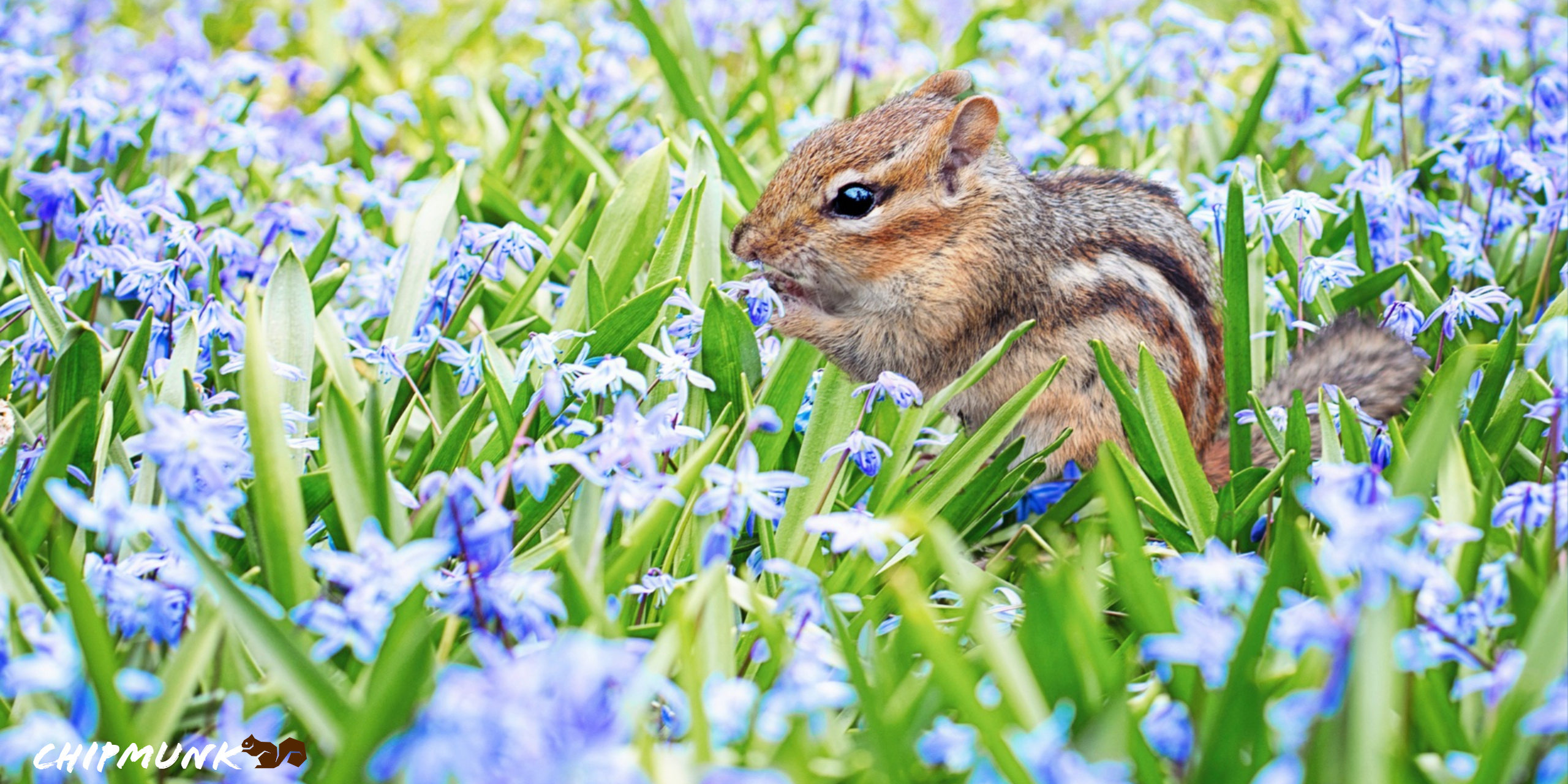 Chipmunk: The eastern specie is the only living member of the genus Tamias. 2560x1280 Dual Screen Background.