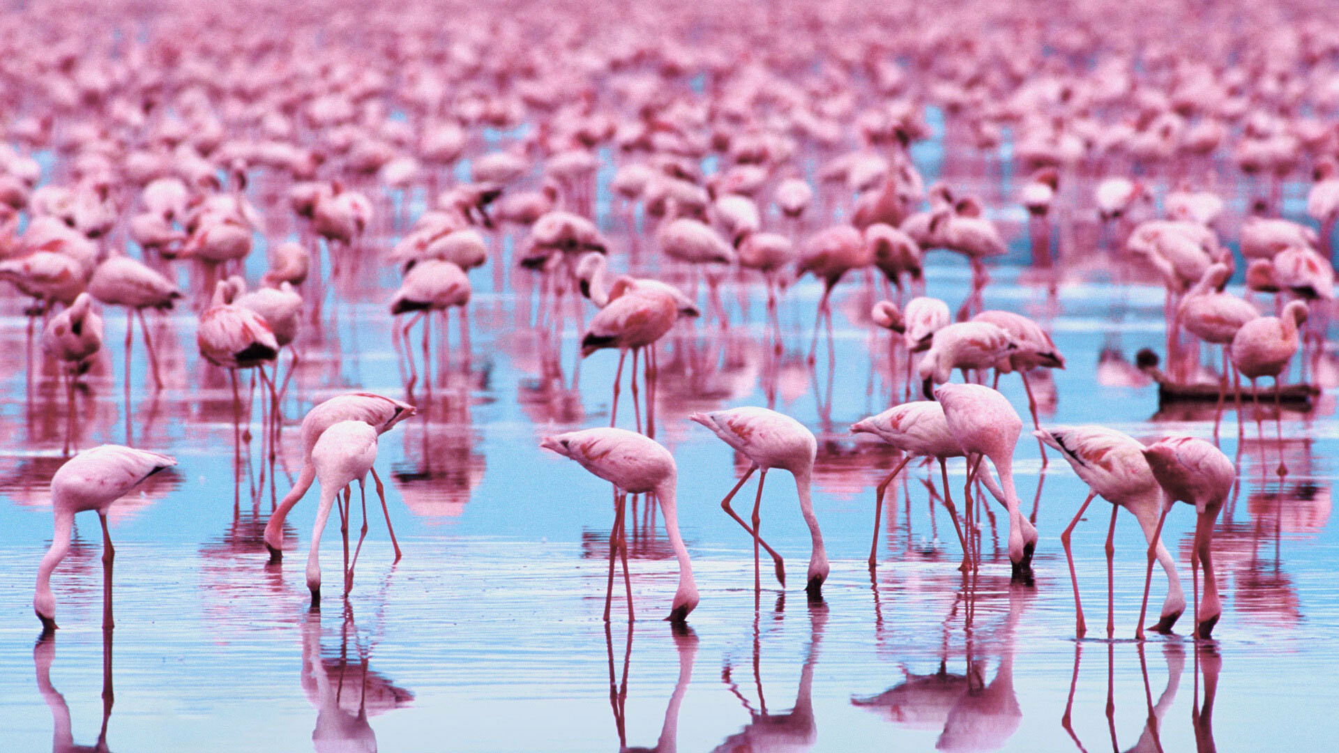 Flamingo: Social birds, Live in colonies whose population can number in the thousands. 1920x1080 Full HD Background.