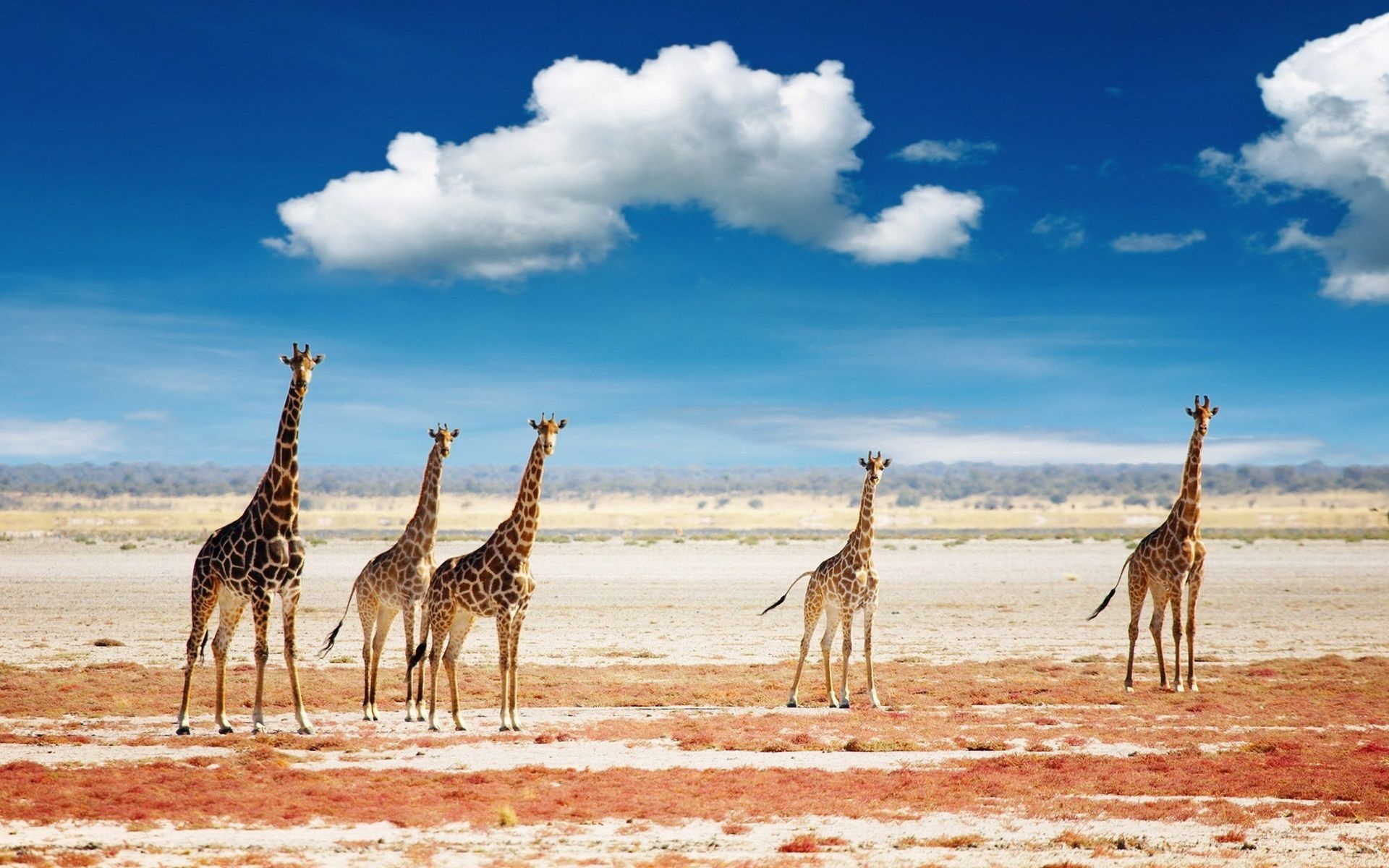 Graceful giraffes, Majestic wildlife, Natural beauty, African safari, 1920x1200 HD Desktop