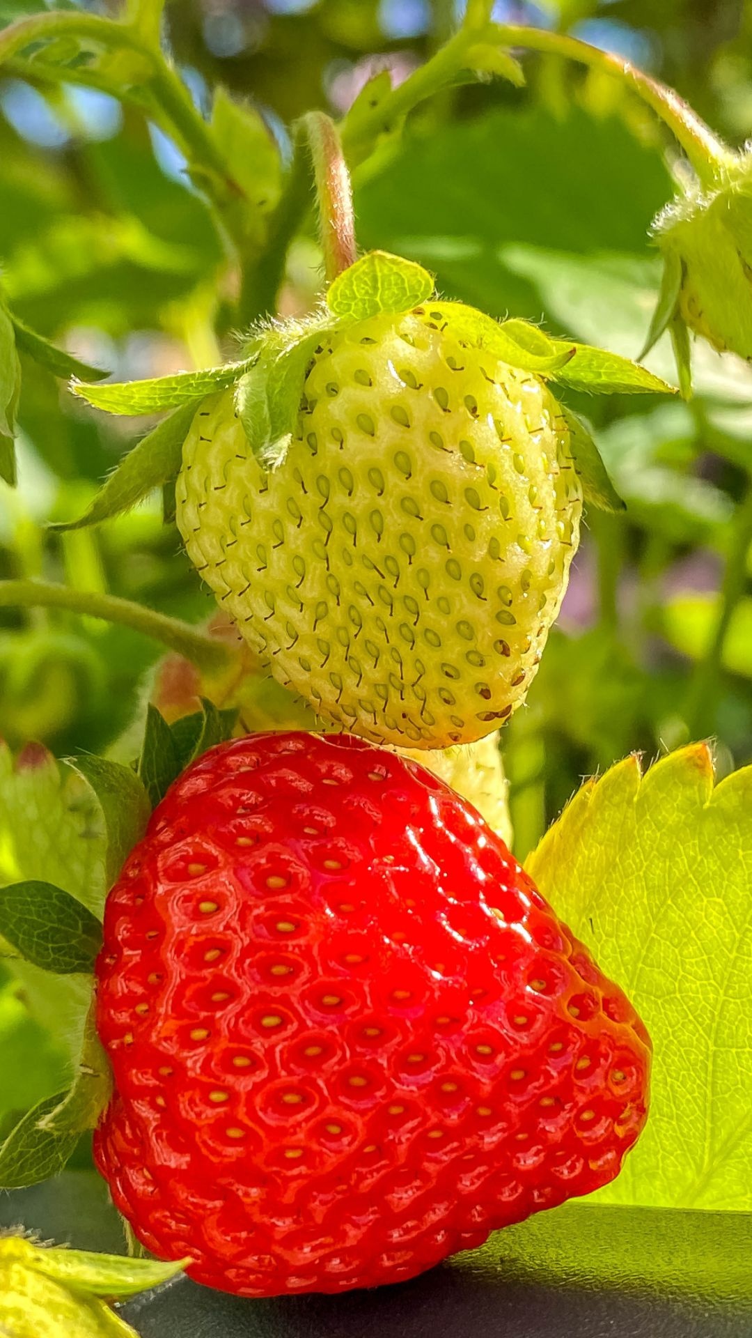 Strawberry: An aggregate accessory fruit, Develop from the receptacle of the flower. 1080x1920 Full HD Wallpaper.