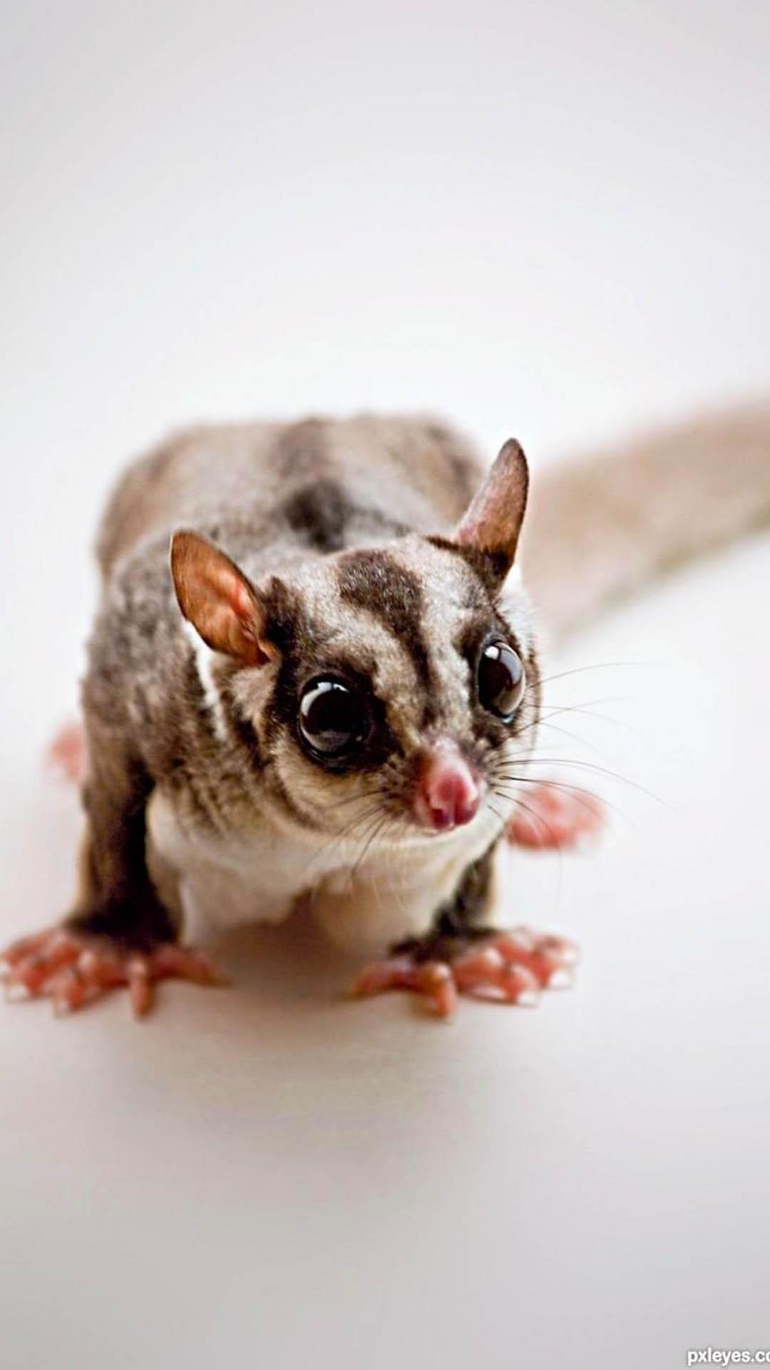 Sugar gliders wallpapers, Nature's cuteness, Adorable creatures, Wallpapers for animal lovers, 1080x1920 Full HD Phone