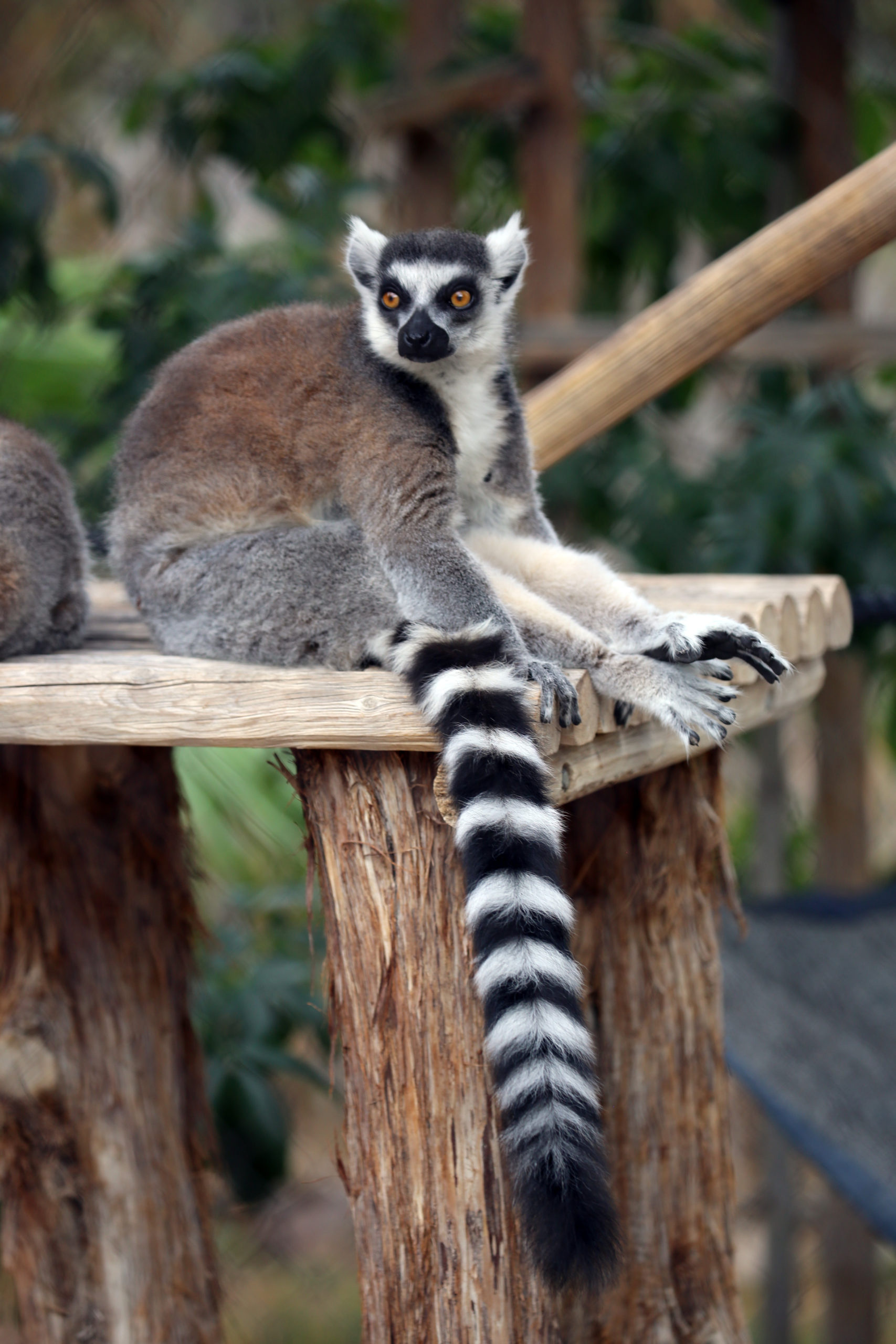 Ring Tailed Lemur, Animals, Striped tail lemur, Reid Park Zoo, 1710x2560 HD Phone
