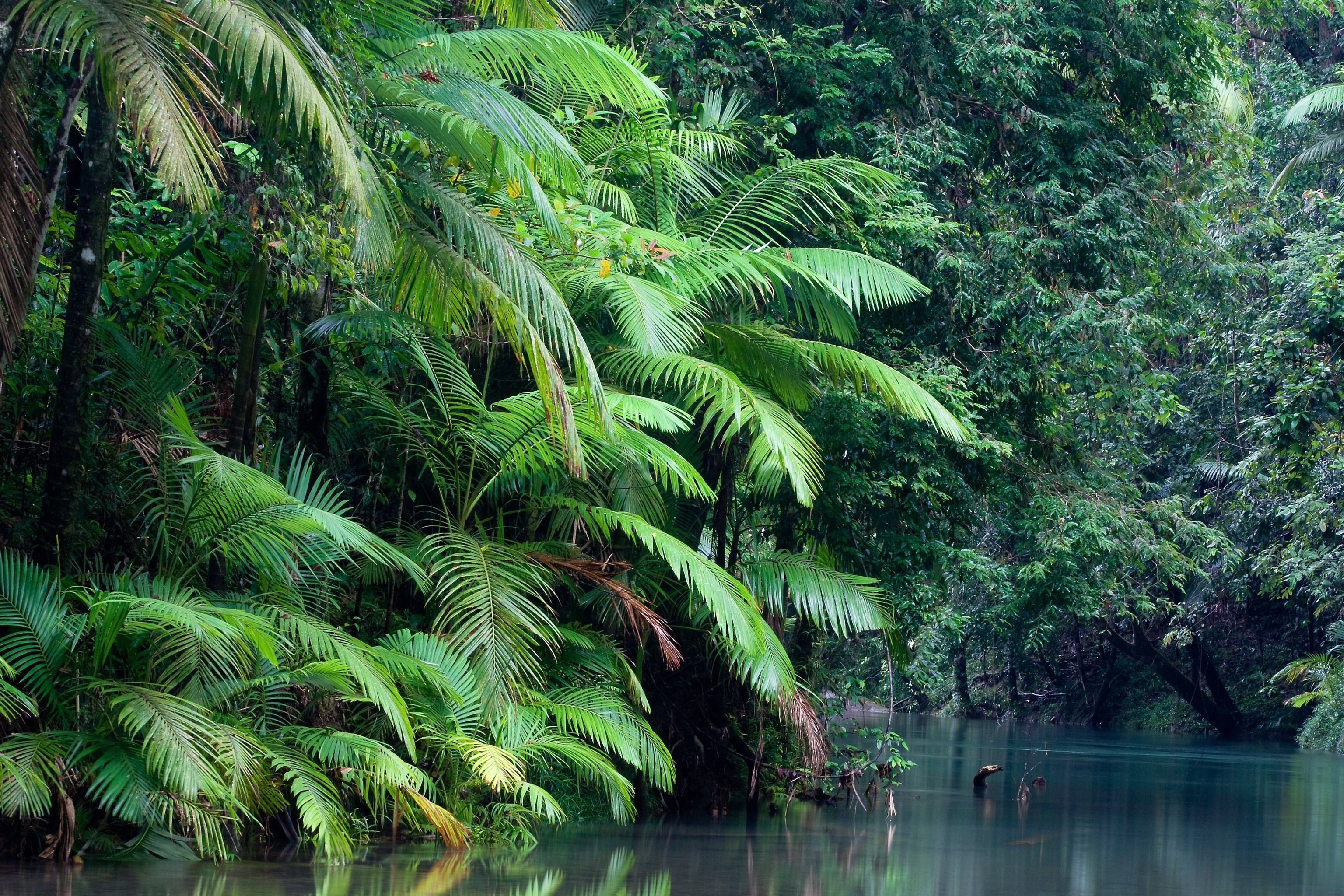 Daintree National Park, Australia forest river, nature wallpaper, 3080x2050 HD Desktop
