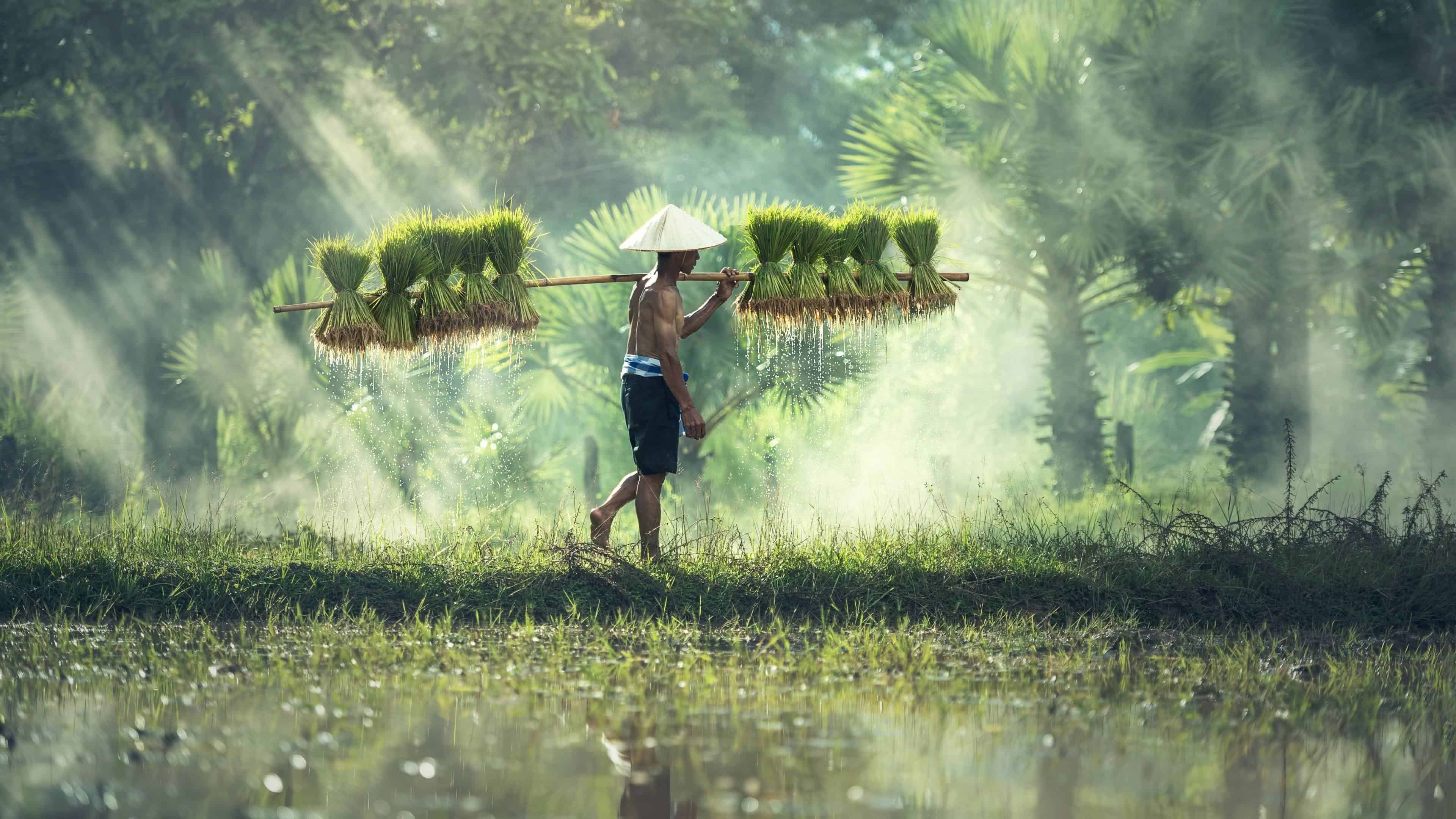 Cambodia, Rice farming, Rural life, Connection with nature, 3840x2160 4K Desktop