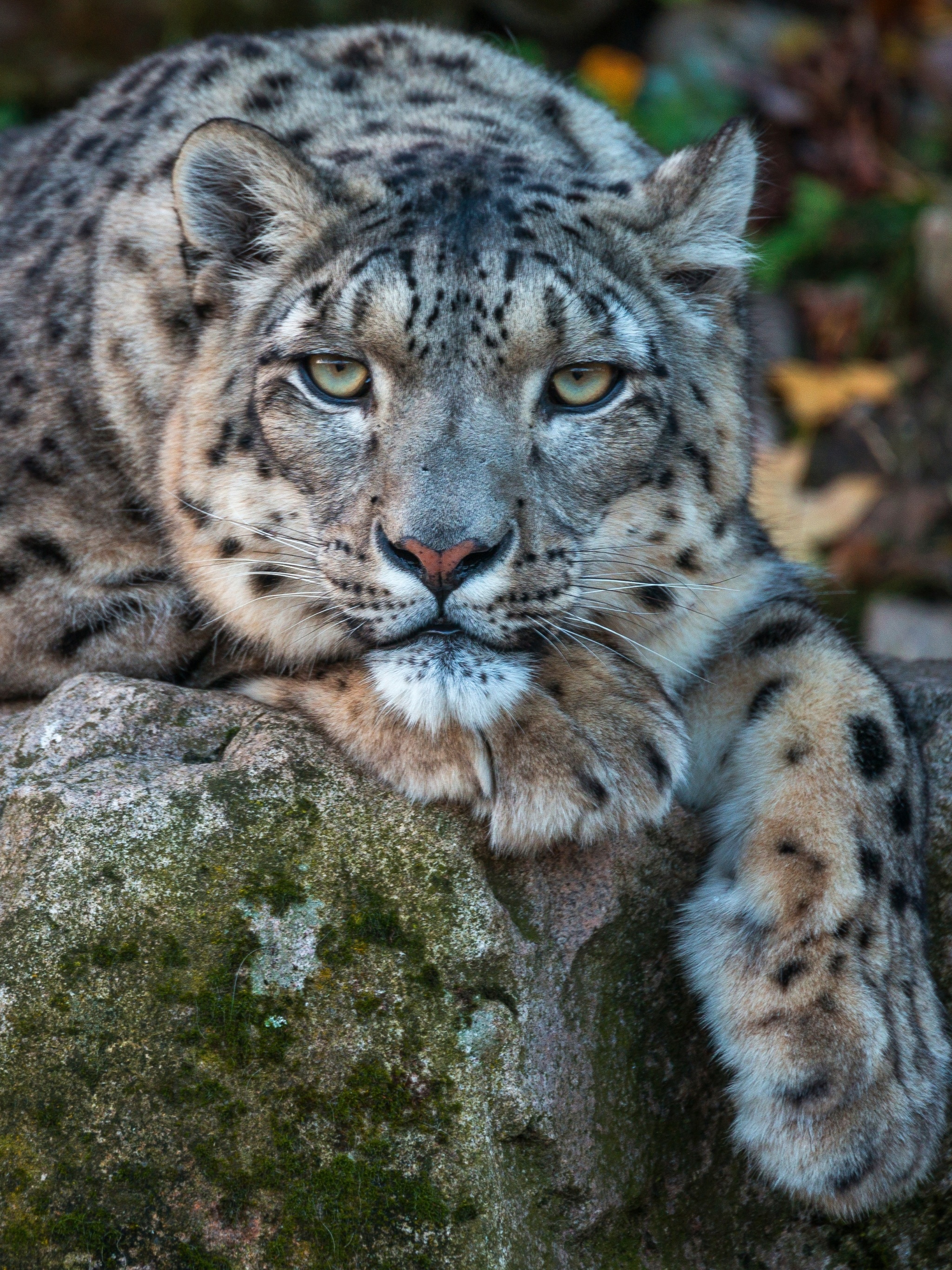 Snow Leopard, Elusive beauty, Endangered species, High-altitude inhabitant, 2050x2740 HD Handy