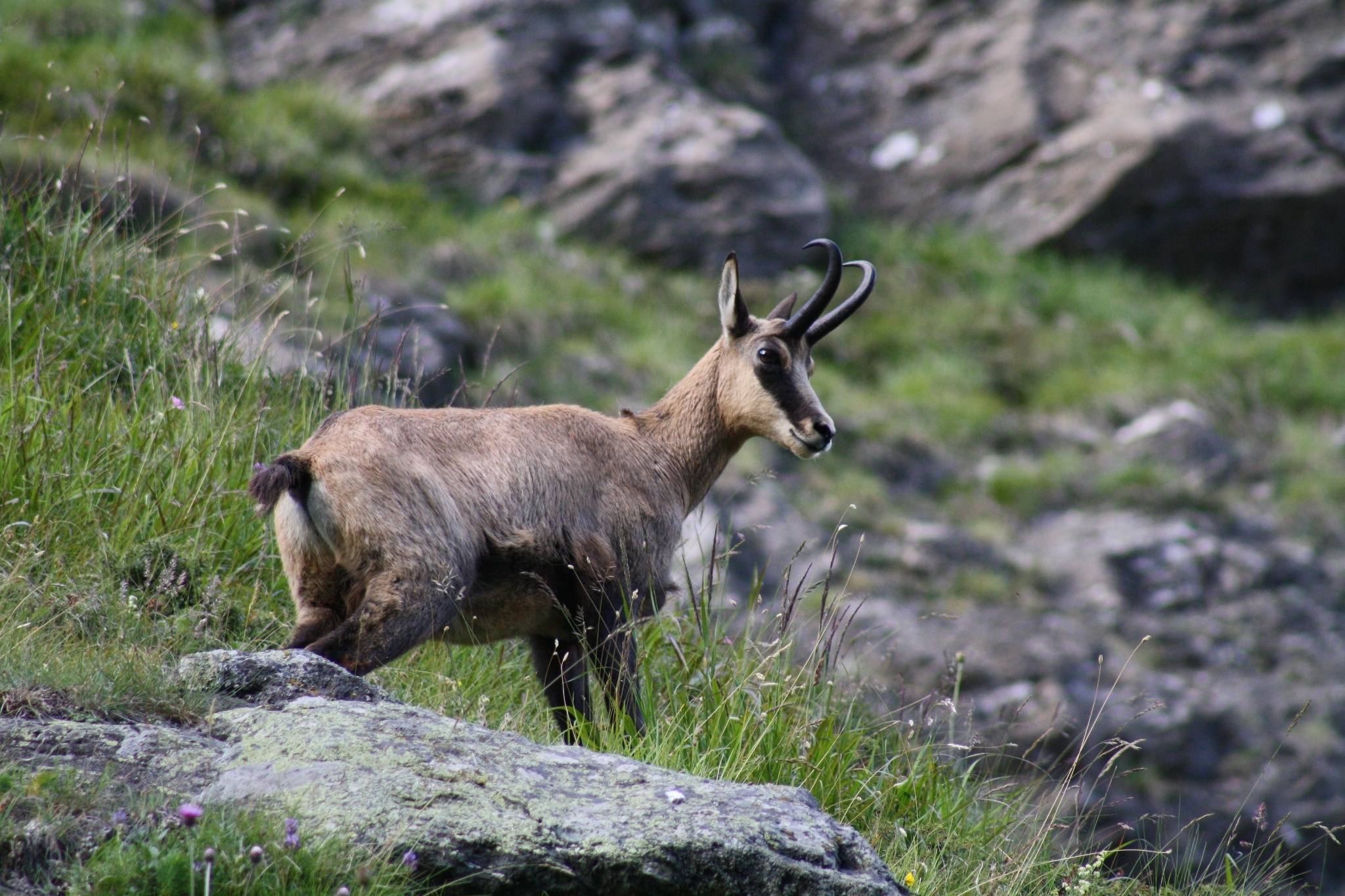 Chamois species, Scenic hiking trail, One with nature, Nature lover's paradise, 2050x1370 HD Desktop