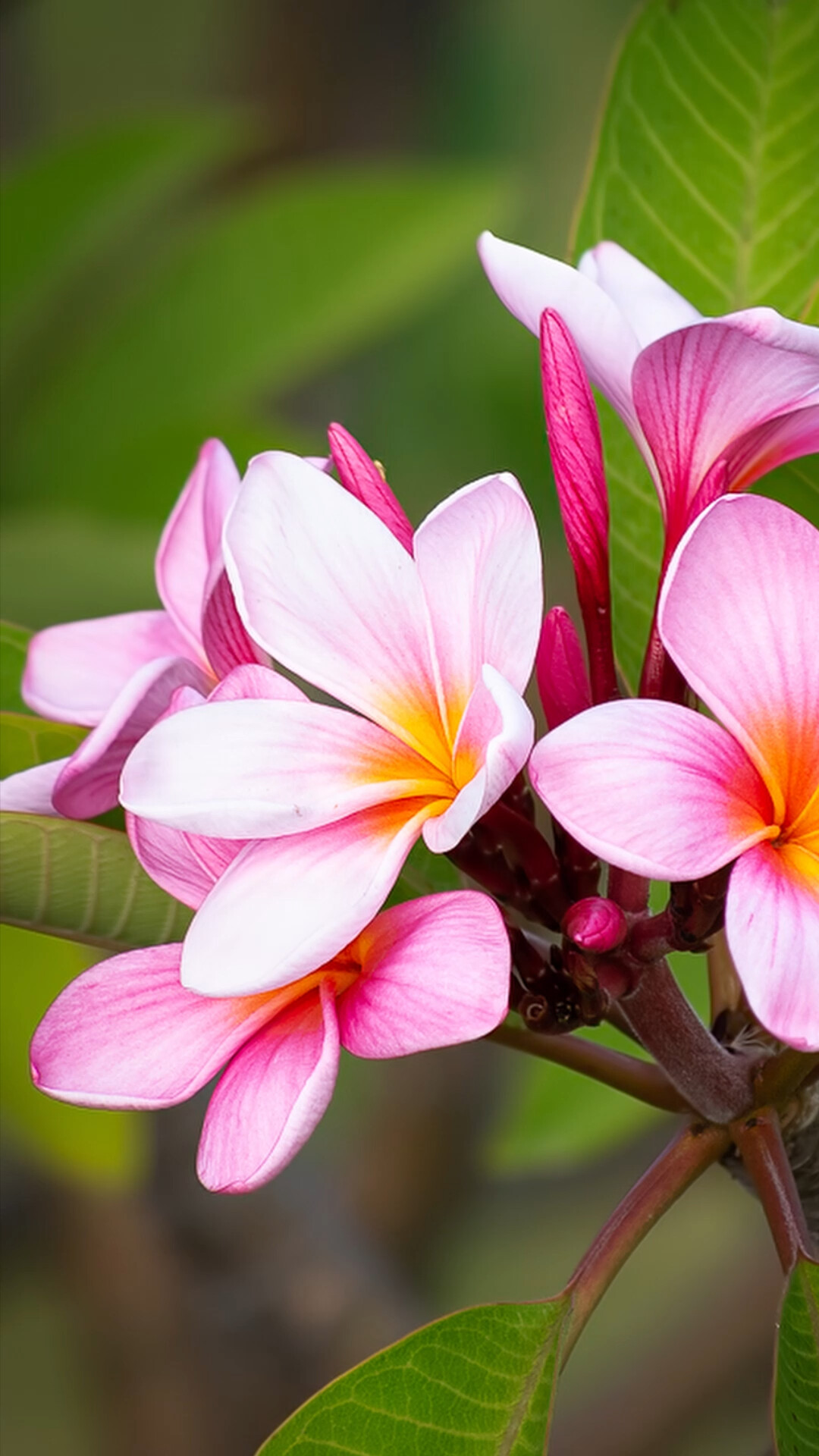 Frangipani beauty, Exotic floral charm, Tropical paradise, Artistic delight, 1080x1920 Full HD Phone