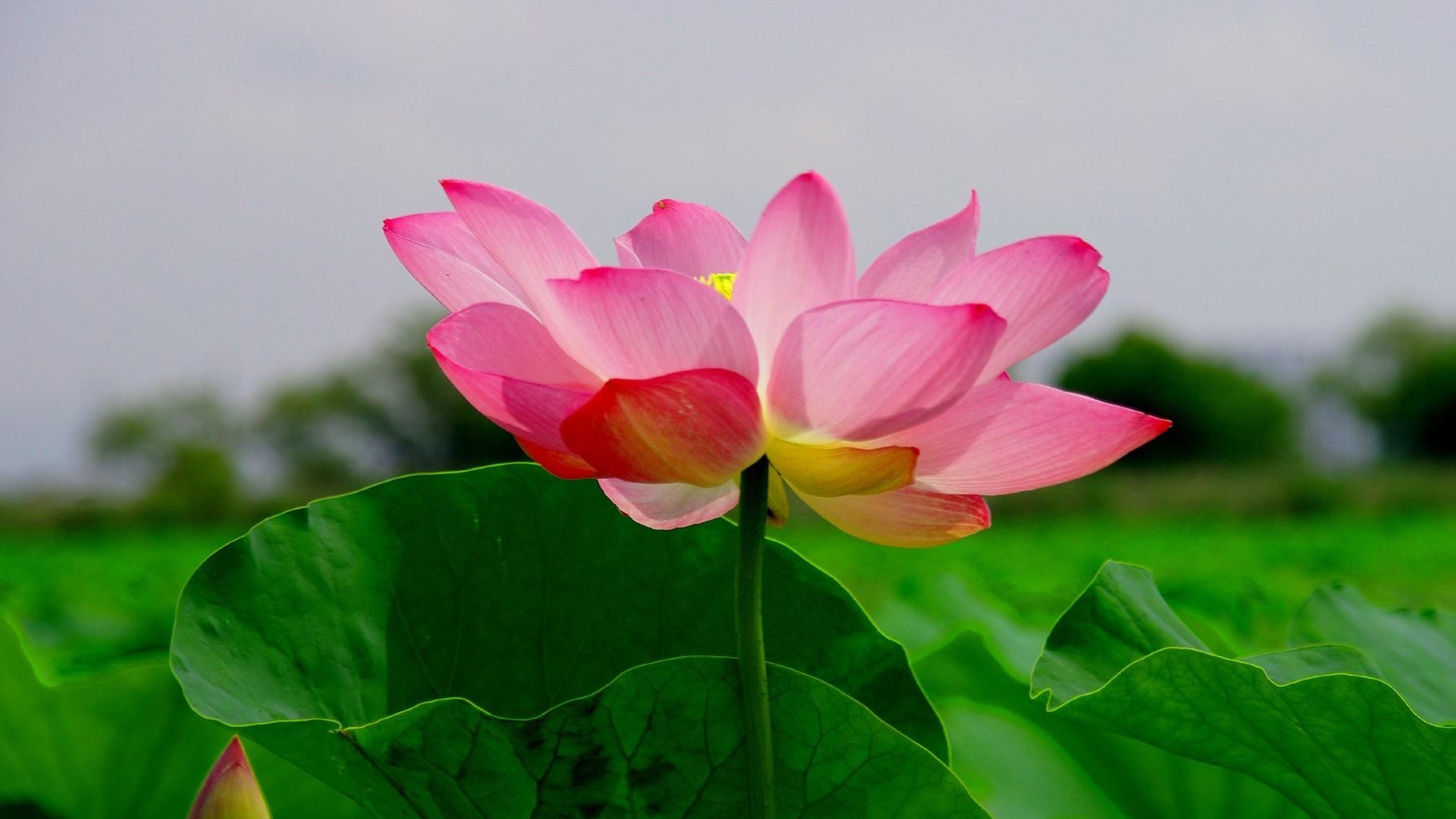 4K nature wallpaper, Beautiful lotus flower, 3840x2160 4K Desktop