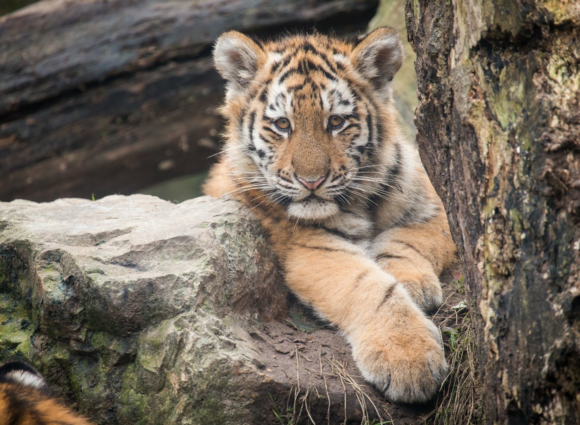 Tiger Cub: Has been one of the most sought after game animals of Asia. 1920x1410 HD Wallpaper.