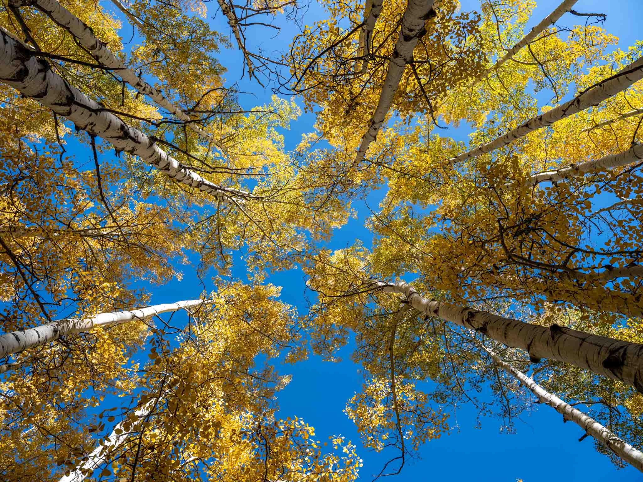 Colorado road trip, Fall foliage, Curved aspen trees, Nature's beauty, 2050x1540 HD Desktop