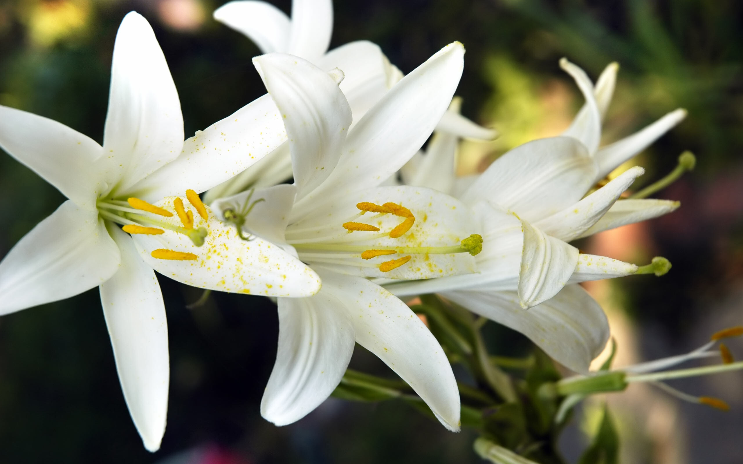 Lily: Lilium candidum, It is native to the Balkans and Middle East, and naturalized in other parts of Europe, including France, Italy, and Ukraine, and in North Africa, the Canary Islands, Mexico, and other regions. 2560x1600 HD Wallpaper.