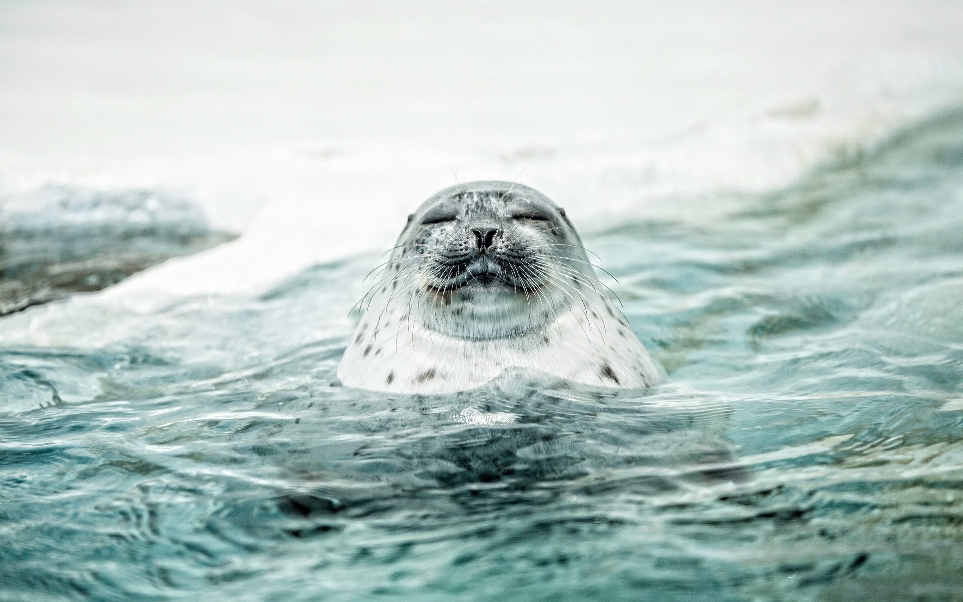 Graceful seals, Ocean dwellers, Playful creatures, Marine wildlife, 1920x1200 HD Desktop