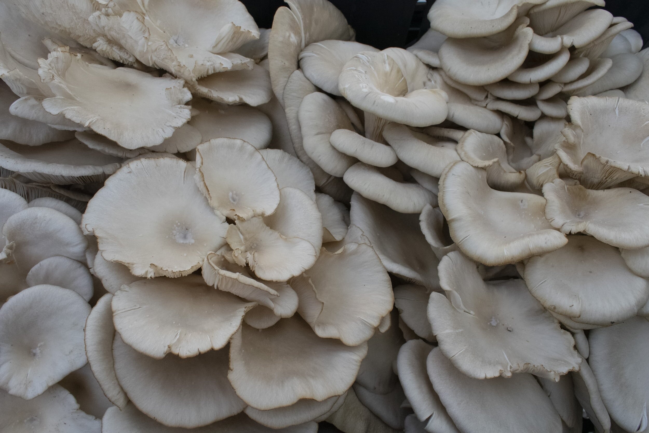 Oyster mushrooms, Immune system support, Nutritional benefits, Fungi enthusiasts, 2500x1670 HD Desktop