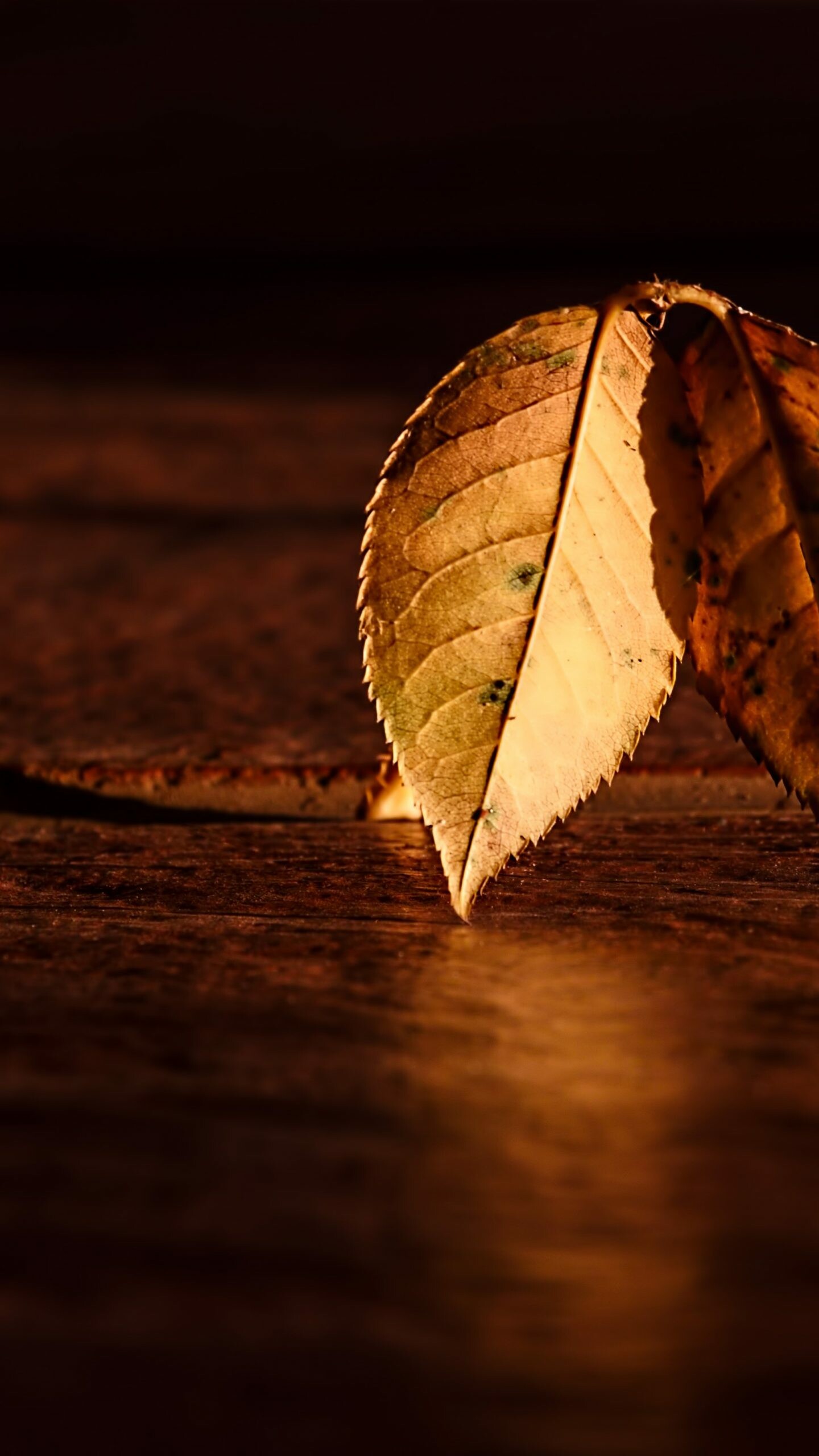 Leaf: Autumn, Chlorophyll is essential for photosynthesis as it absorbs light energy from the sun. 1440x2560 HD Background.