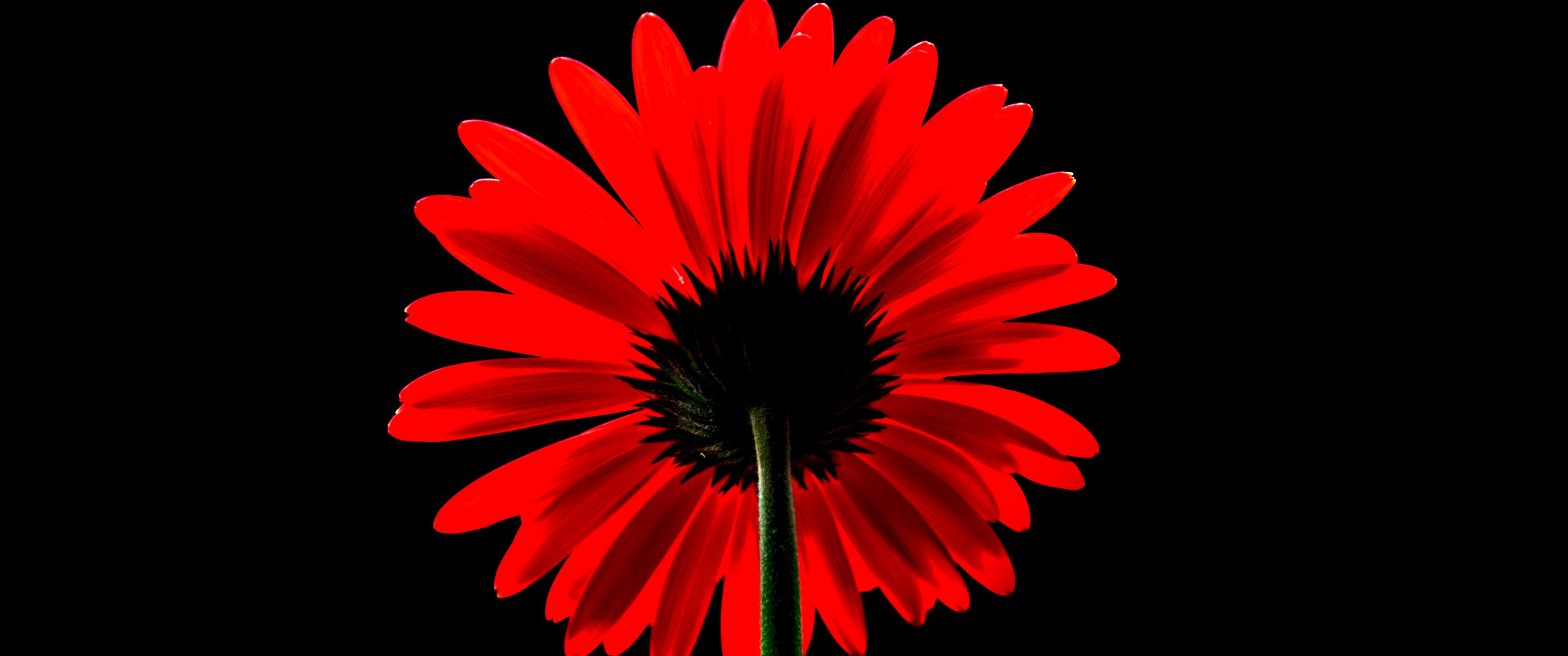 Gerbera Daisy: Originate from South Africa and come in various sizes and colors, including pink, yellow, salmon, orange and white. 3440x1440 Dual Screen Background.