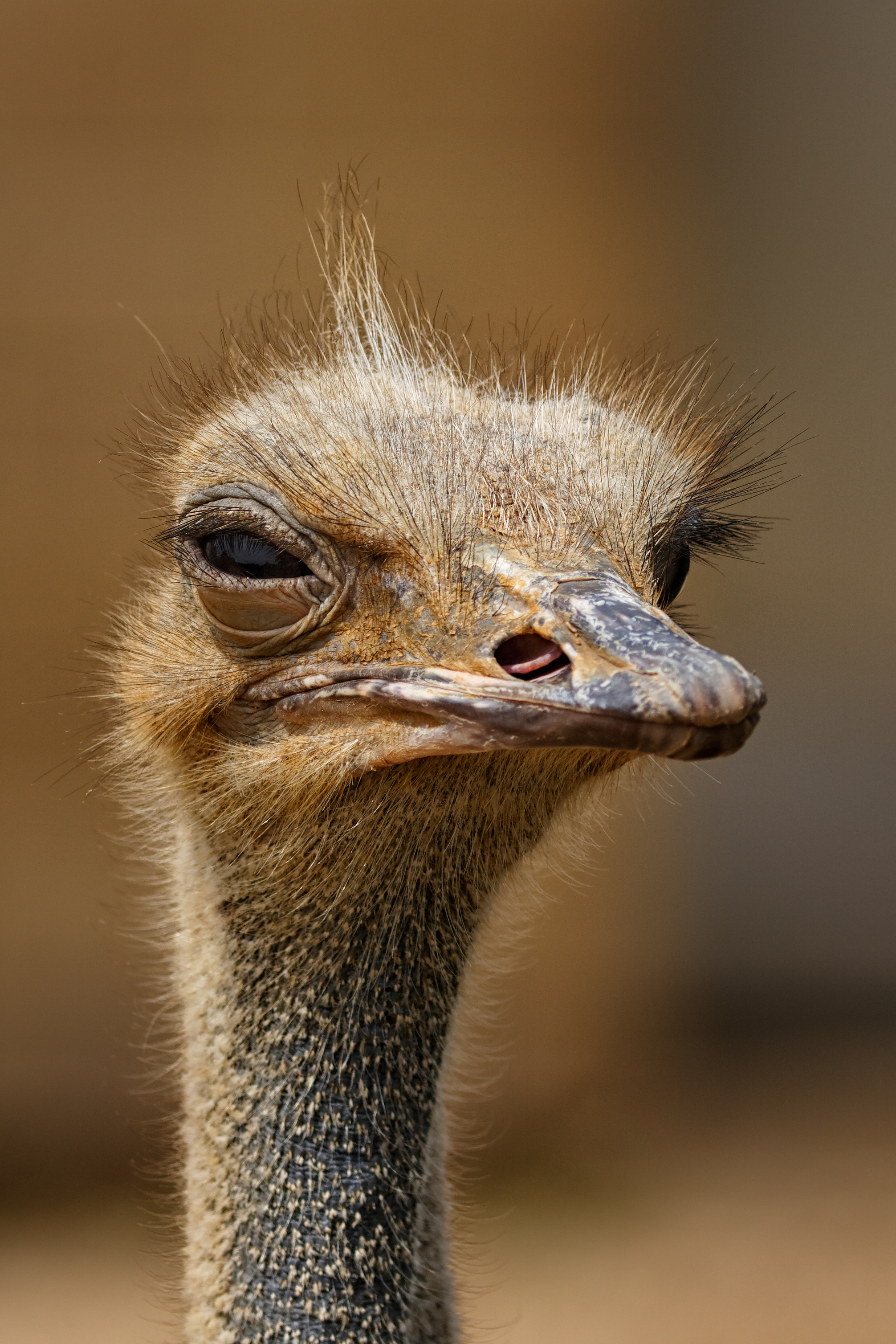 Brown ostrich, Free stock photo, Natural habitat, Wildlife close-up, 2020x3020 HD Phone