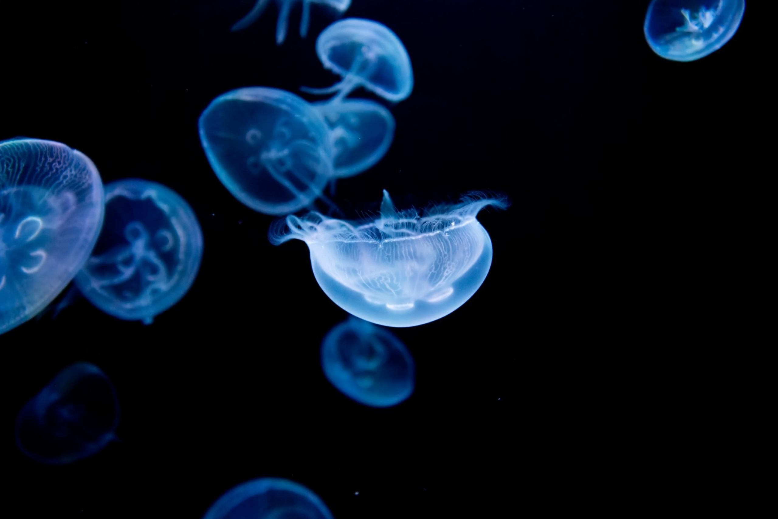 Moon jellyfish, Aurelia aurita, Enchanting creatures, Fascinating world, 2560x1710 HD Desktop