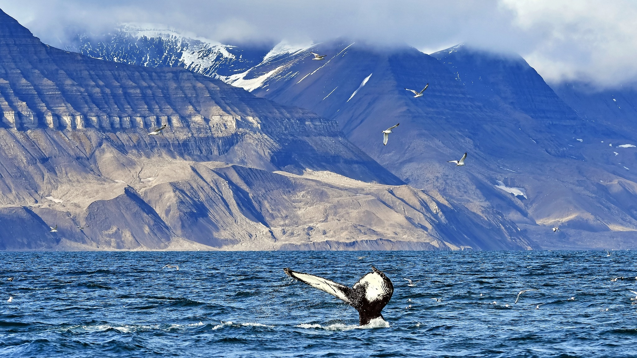 Spitsbergen National Park, Picture gallery, Summer in Svalbard, 2050x1160 HD Desktop