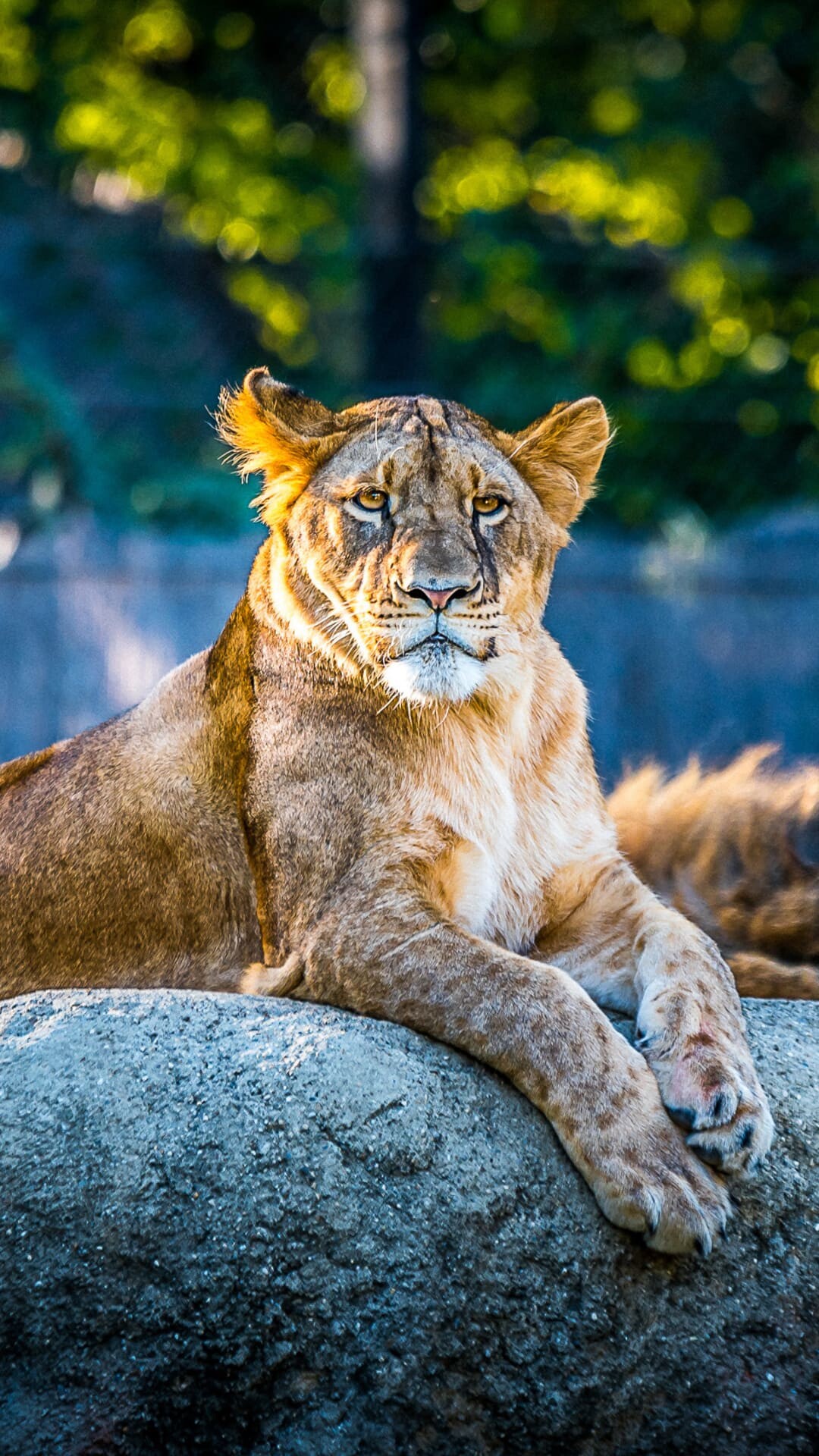 Lion: Female lions are the main hunters. 1080x1920 Full HD Wallpaper.