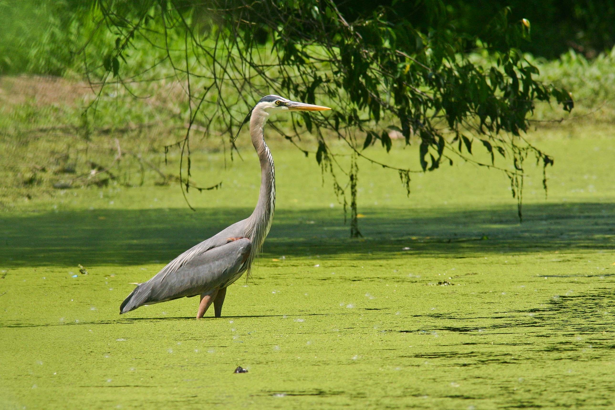 Heron, Graceful bird, Mississippi National River, Nature's beauty, 2580x1720 HD Desktop