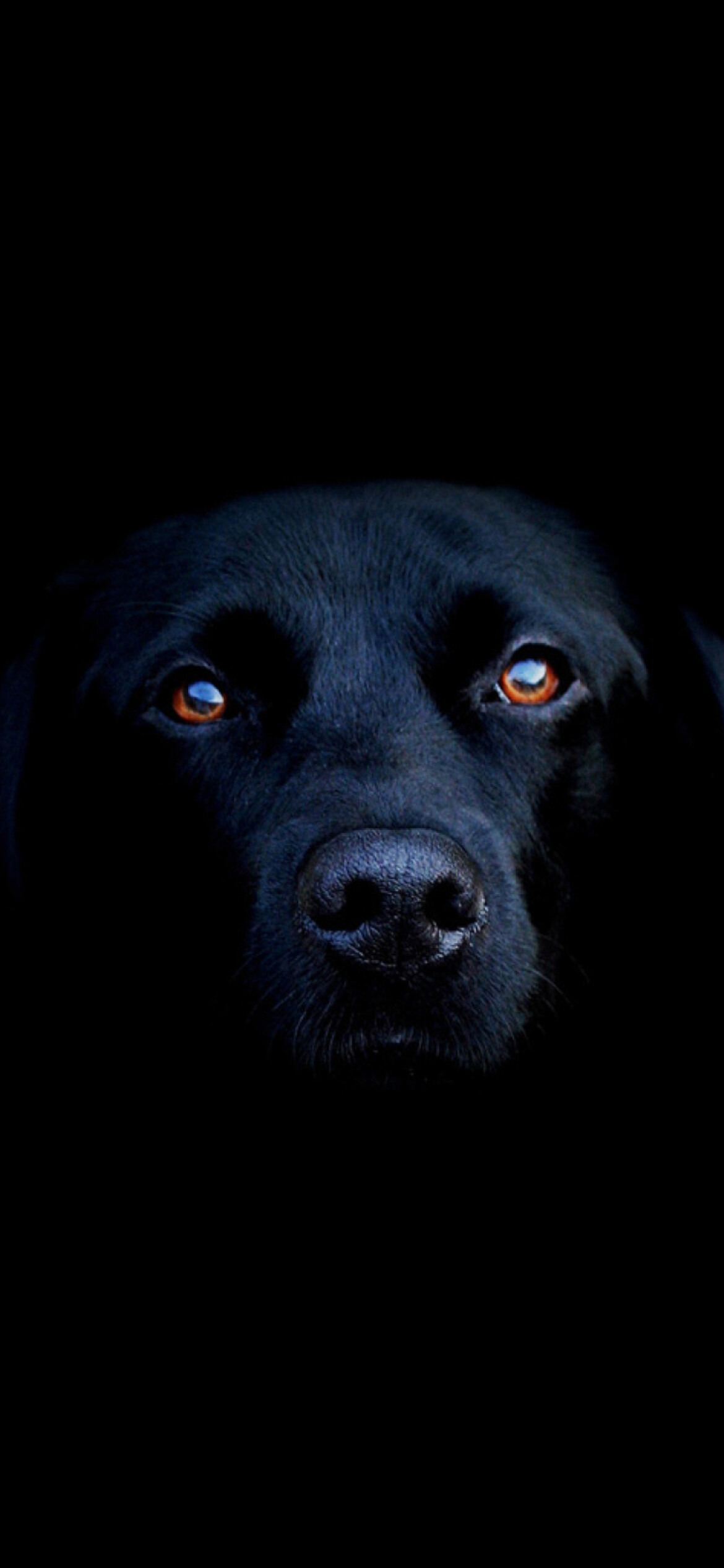 Labrador Retriever: Black Lab, The dogs continued to live exclusively in Newfoundland until 1830. 1170x2540 HD Wallpaper.