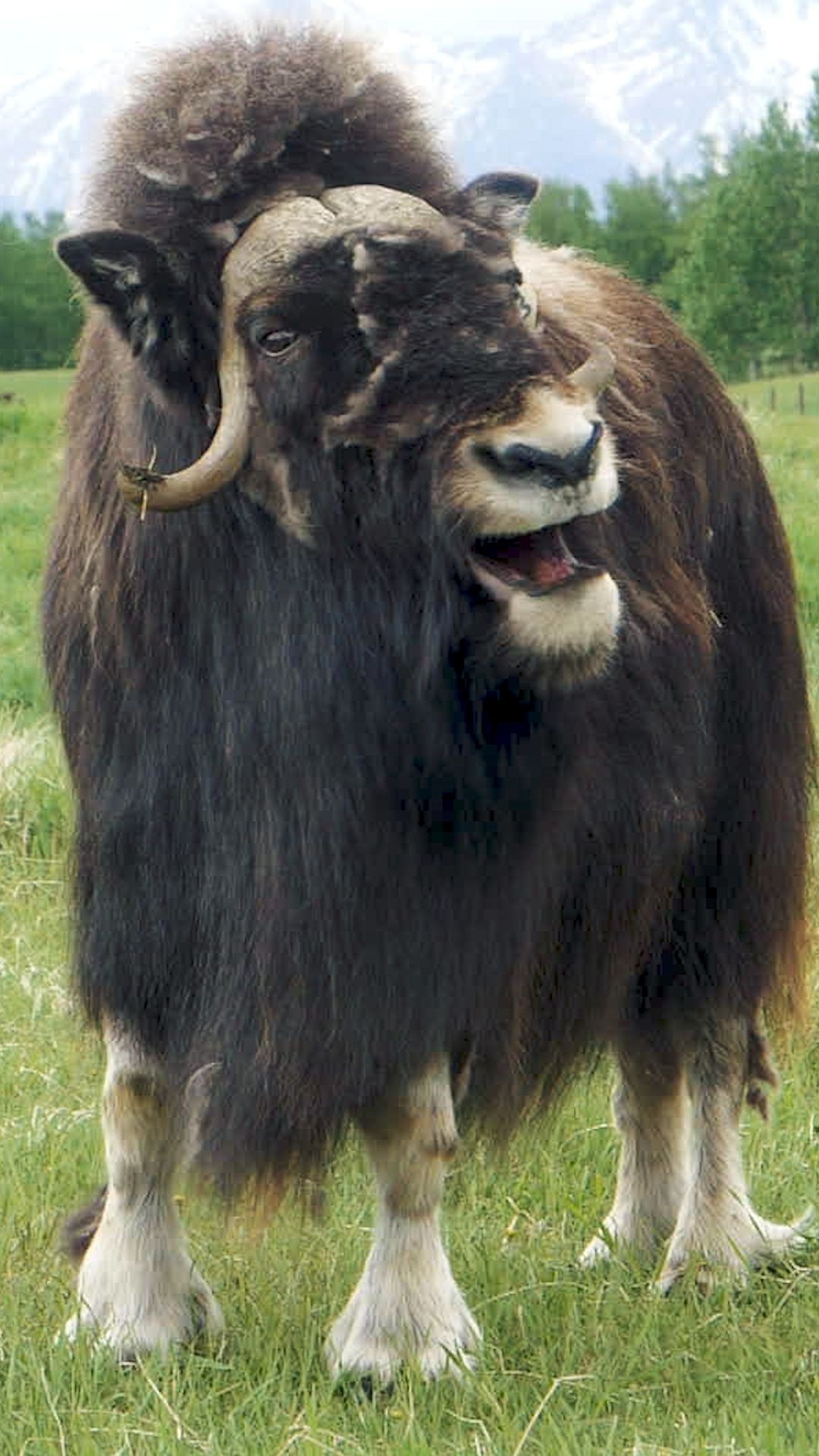 Musk ox farm, Alaskan rare animal, Animal Planet, Buffalo, 1080x1920 Full HD Phone