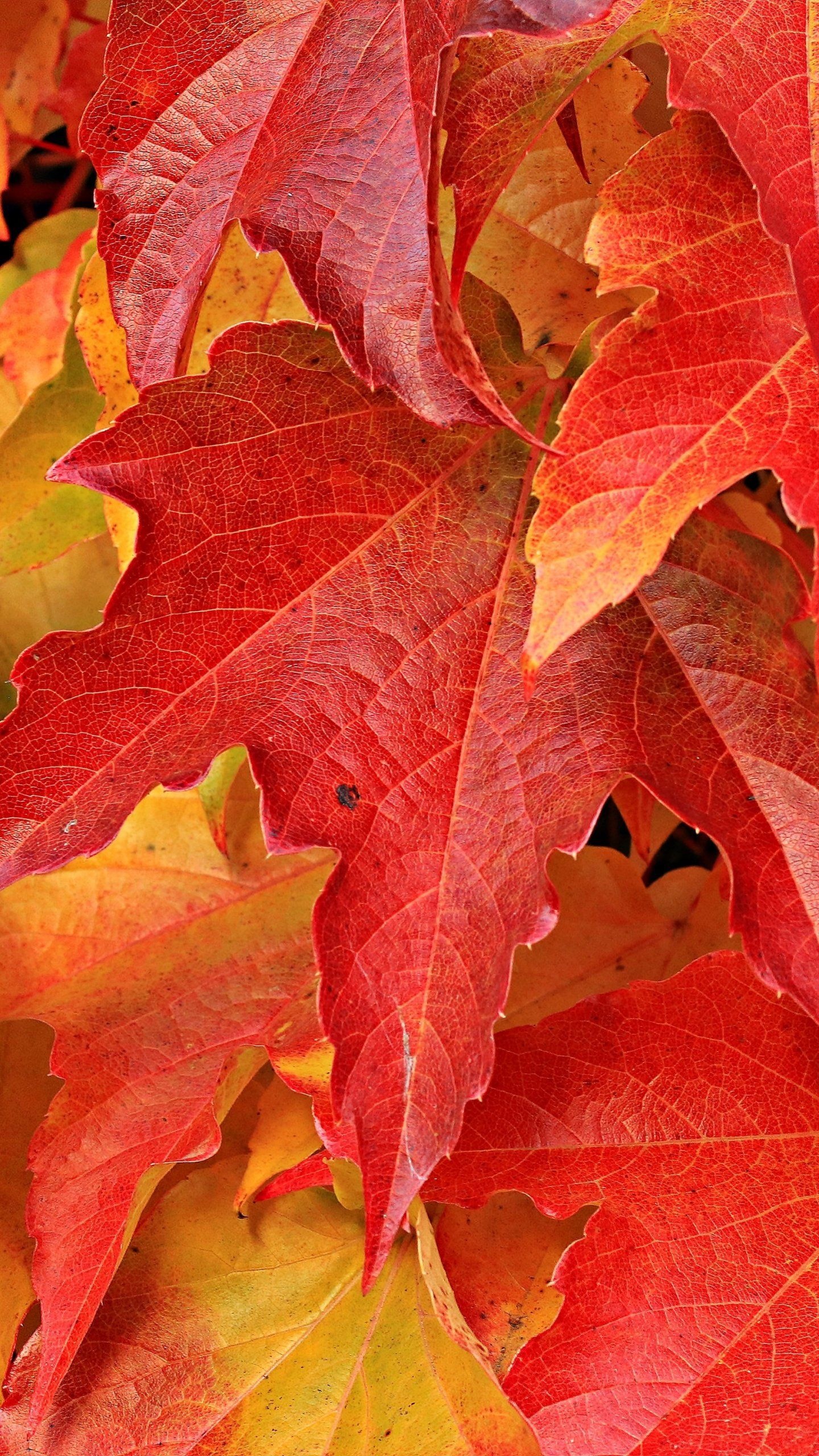 Maple leaves, Visual delight, Vibrant hues, Nature's wonder, 1440x2560 HD Phone