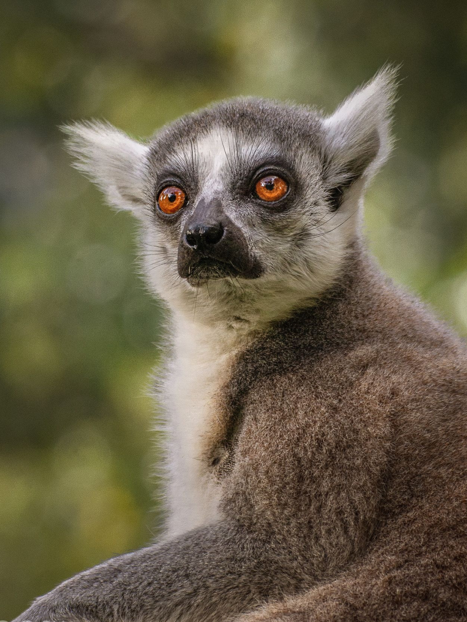 Animals lover, Lemur enthusiast, Cute lemur, Animal photography, 1540x2050 HD Phone