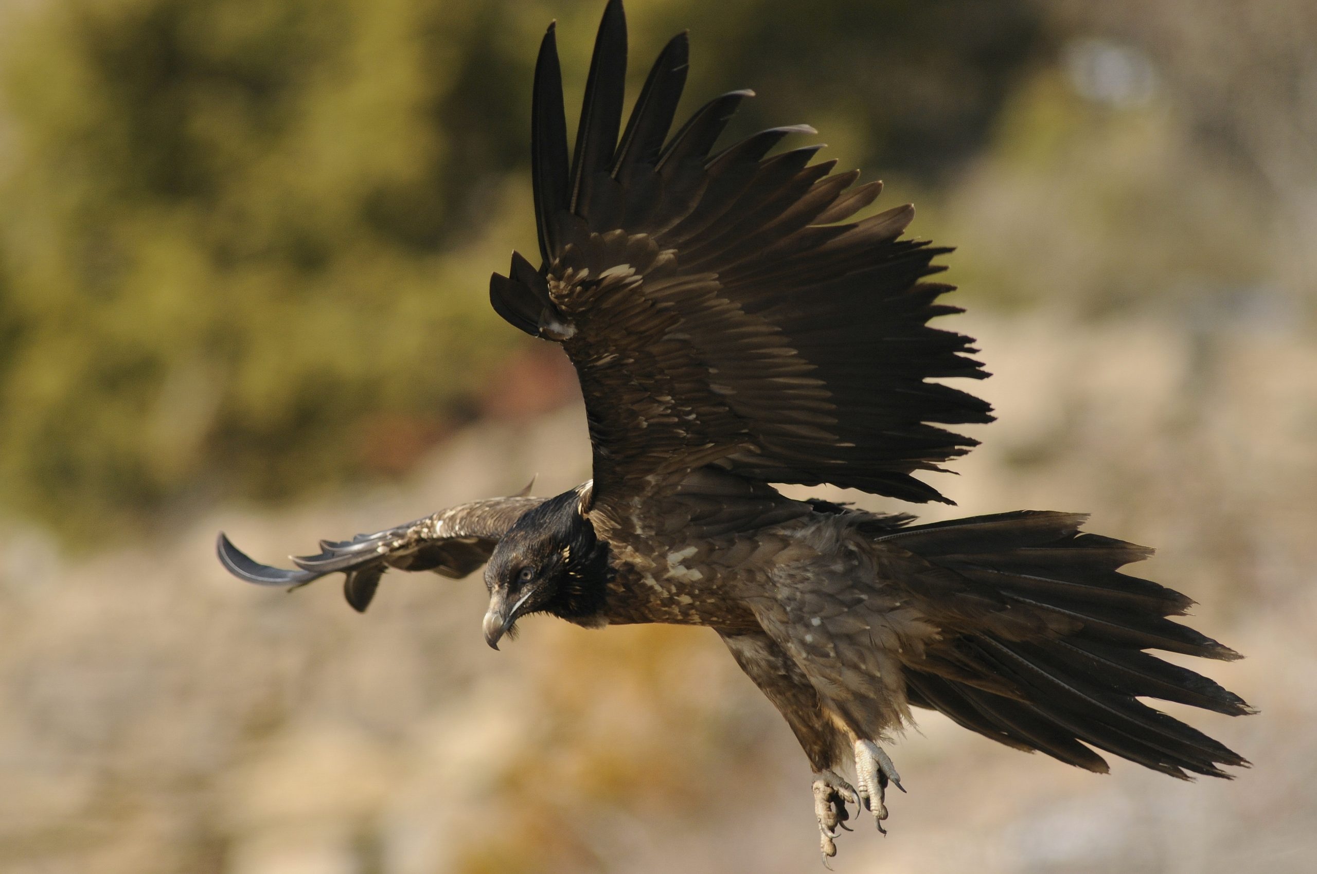 Bearded Vulture, Alps break record, Fledglings, Vulture conservation, 2560x1700 HD Desktop