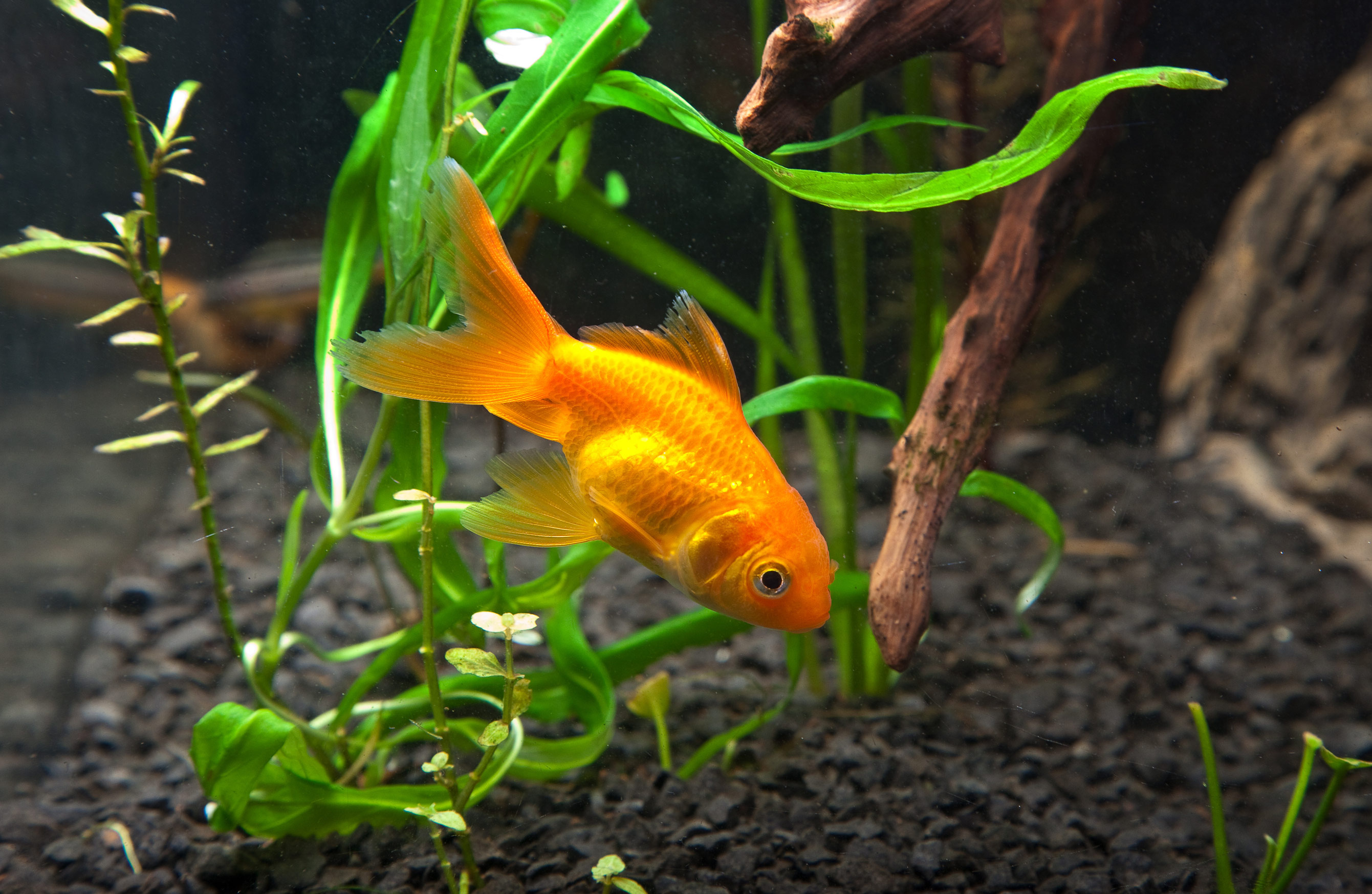 Goldfish: Resembles the carp, but differs from its relative in having no mouth barbels. 2690x1750 HD Background.