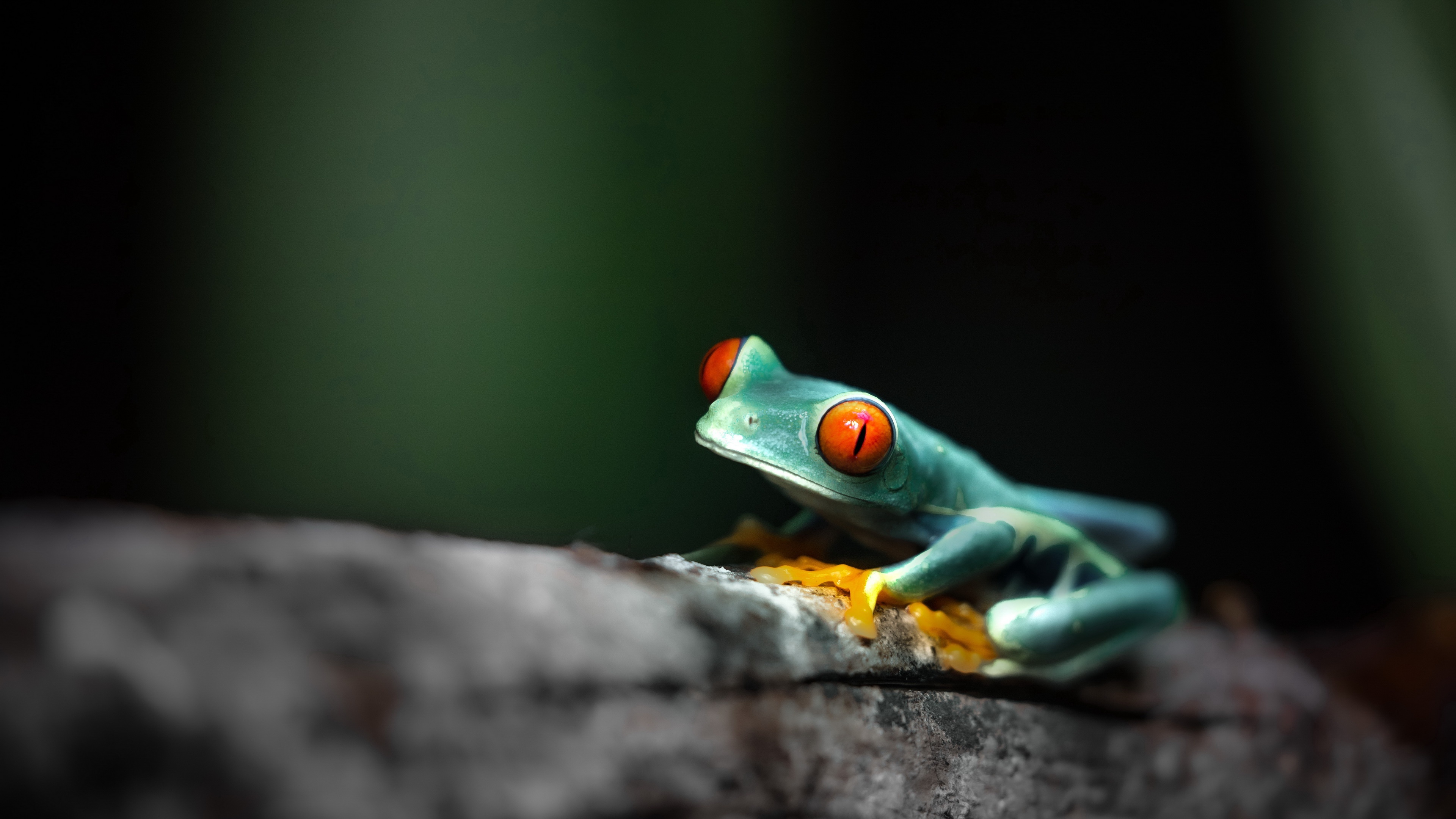 70 4K frog wallpapers, Stunning visuals, High-quality resolution, Frog-themed collection, 3840x2160 4K Desktop