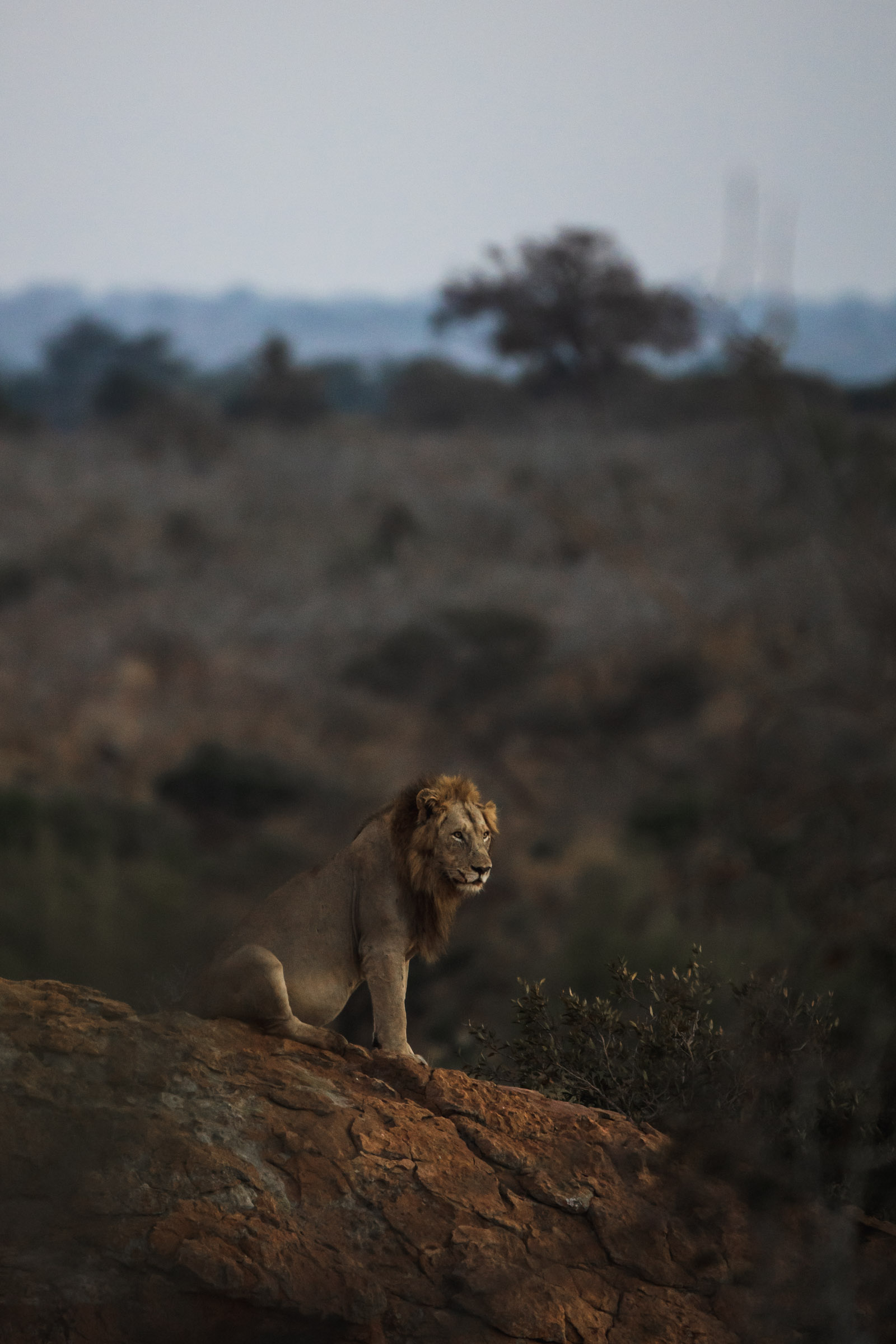Kruger National Park, Wildest Africa, 1600x2400 HD Phone