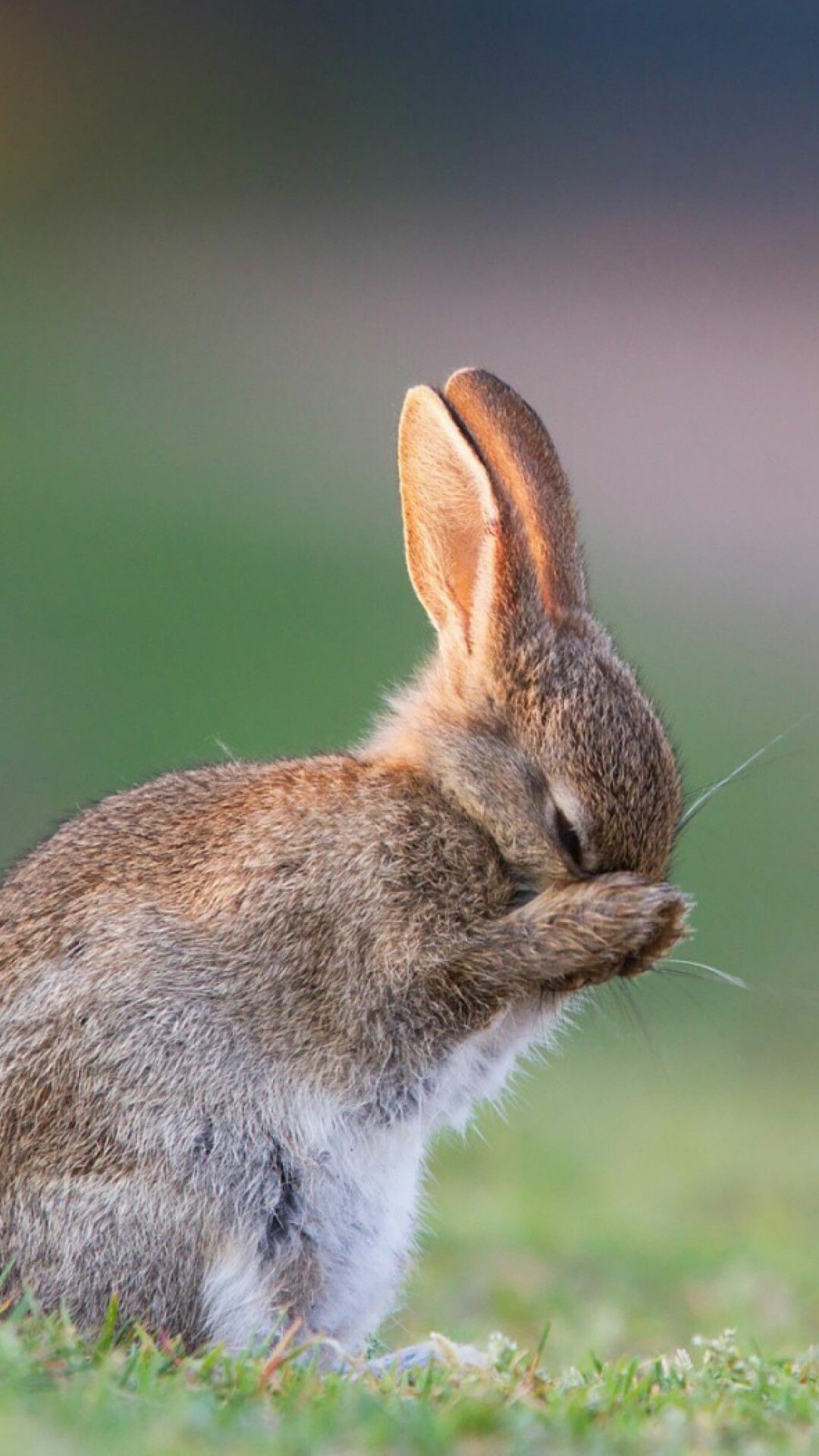 Rabbit: Cute bunny, Aesthetic, Animals. 1080x1920 Full HD Wallpaper.