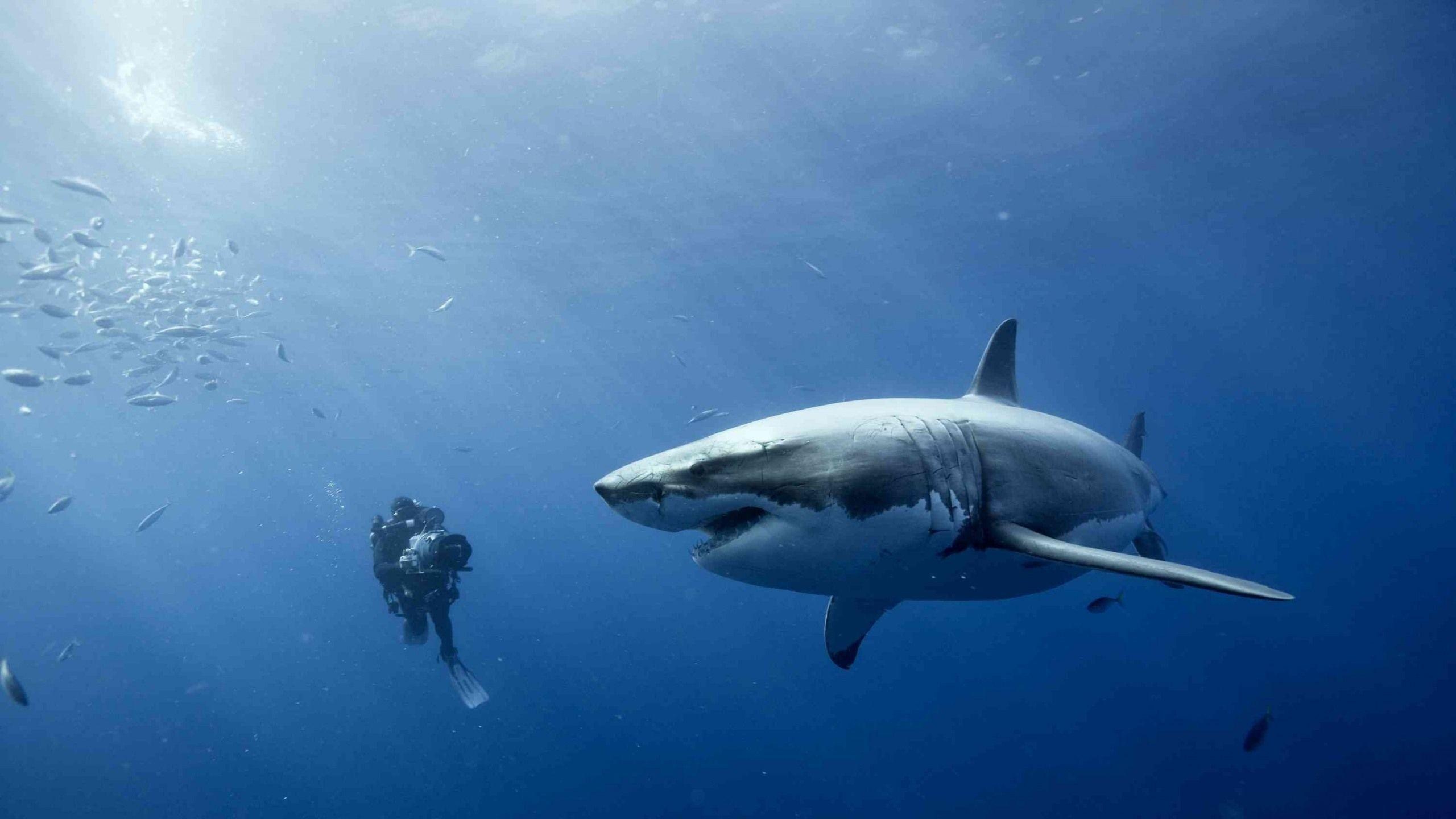 Great White Shark wallpaper, Oceanic predator, Underwater majesty, Nature's force, 2560x1440 HD Desktop