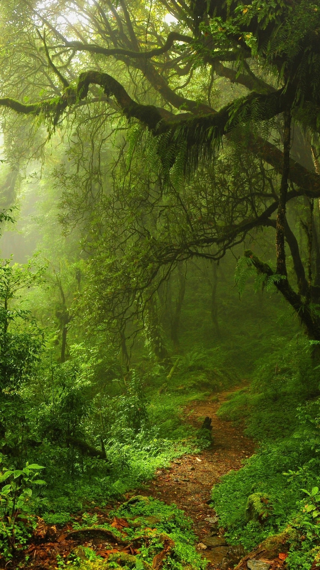 Green Forest: The natural landscape of a deep forest in the Northern Hemisphere, Trees in the morning. 1080x1920 Full HD Wallpaper.