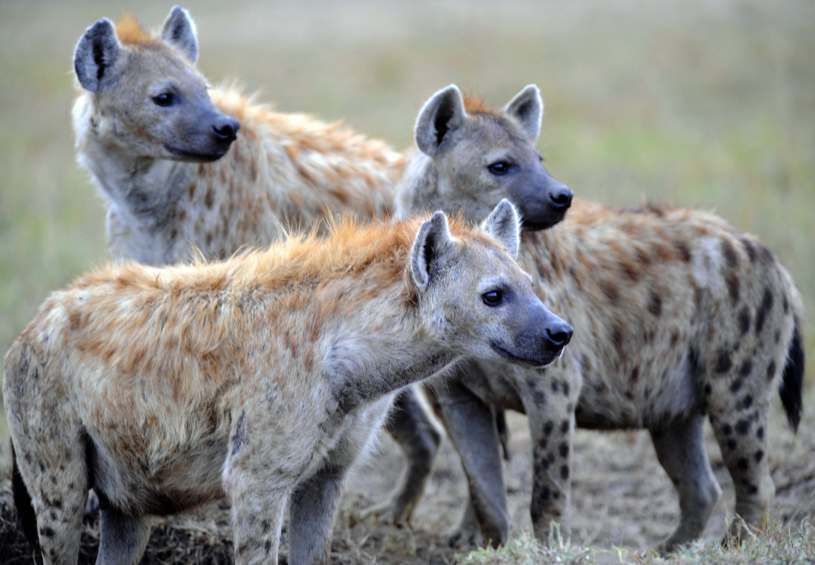 10+ Spotted Hyena HD Wallpapers and Backgrounds 2690x1870