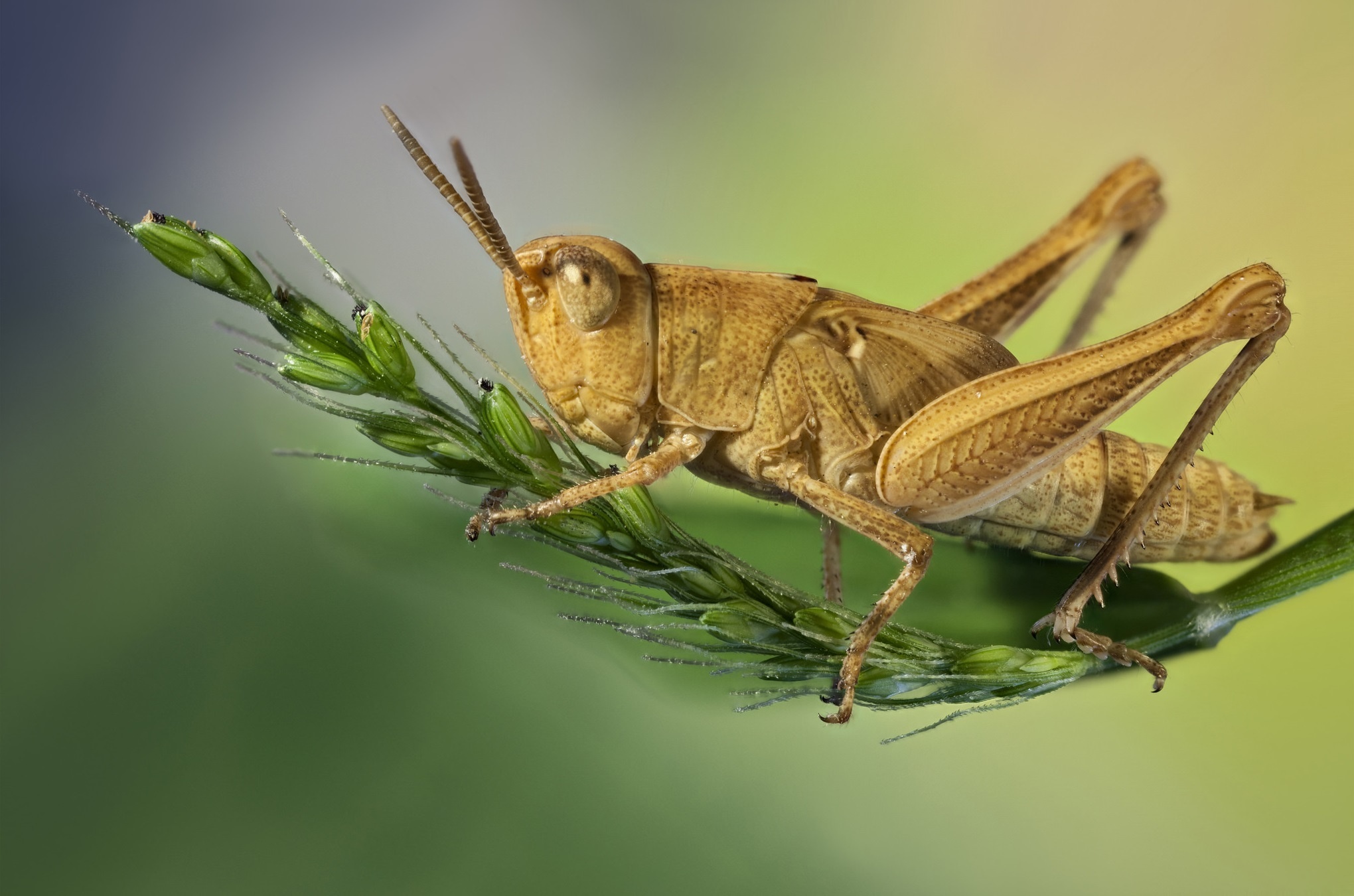 Grasshopper, Macro background, Section macro, Resolution, 2040x1350 HD Desktop