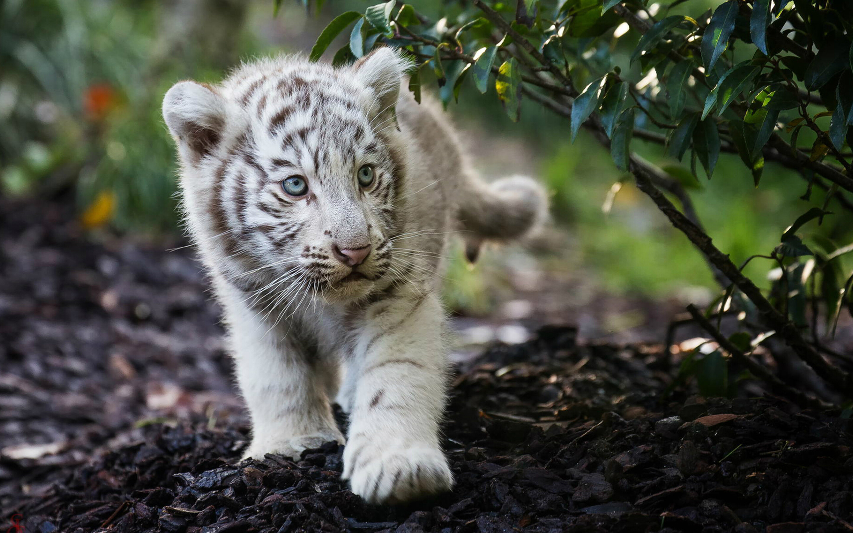Tiger Cub: Cute bengal white baby, An apex predator, Carnivore. 2880x1800 HD Background.