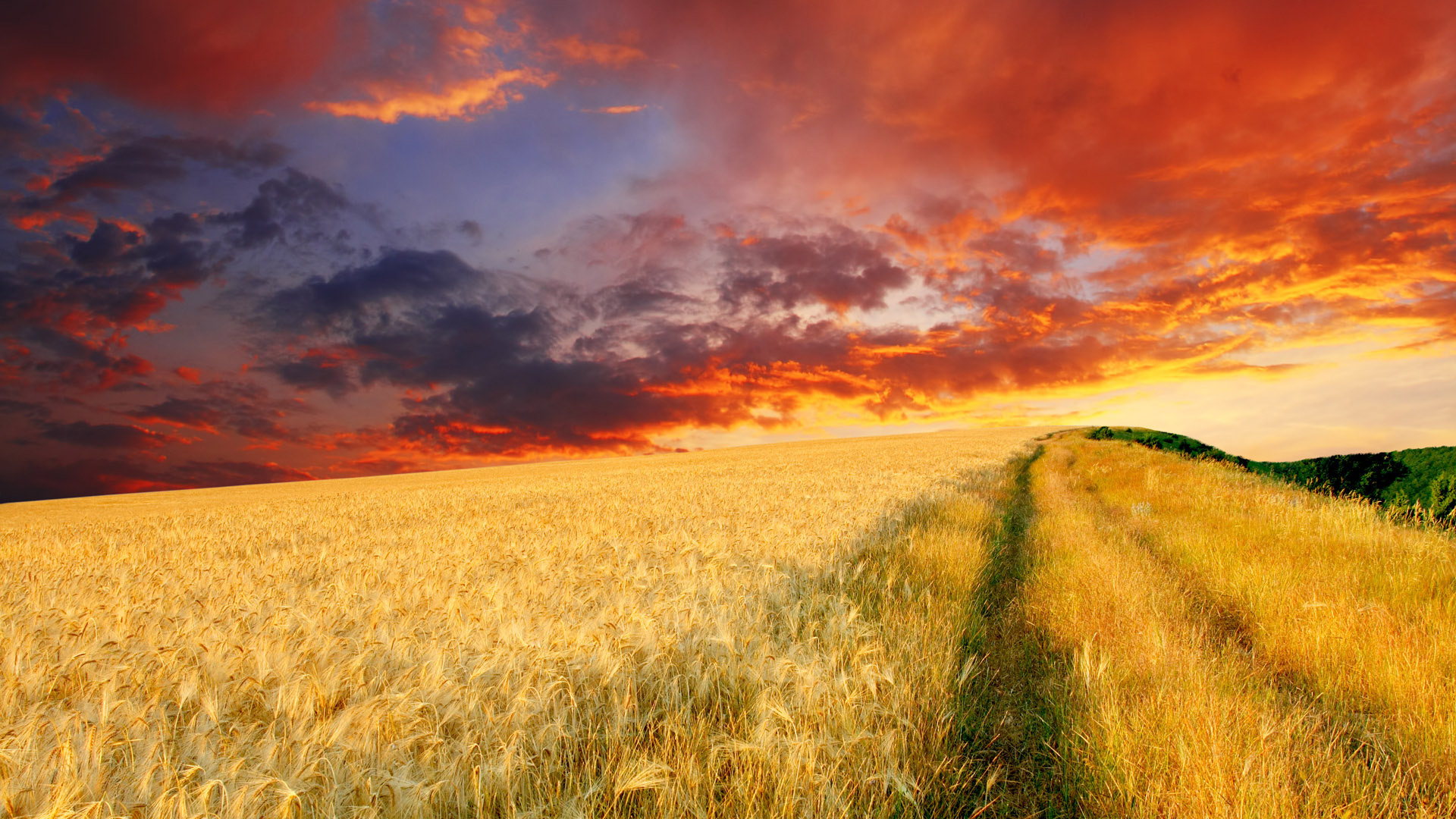 Farm: Farming, Cultivation of the soil for the growing of crops. 1920x1080 Full HD Wallpaper.