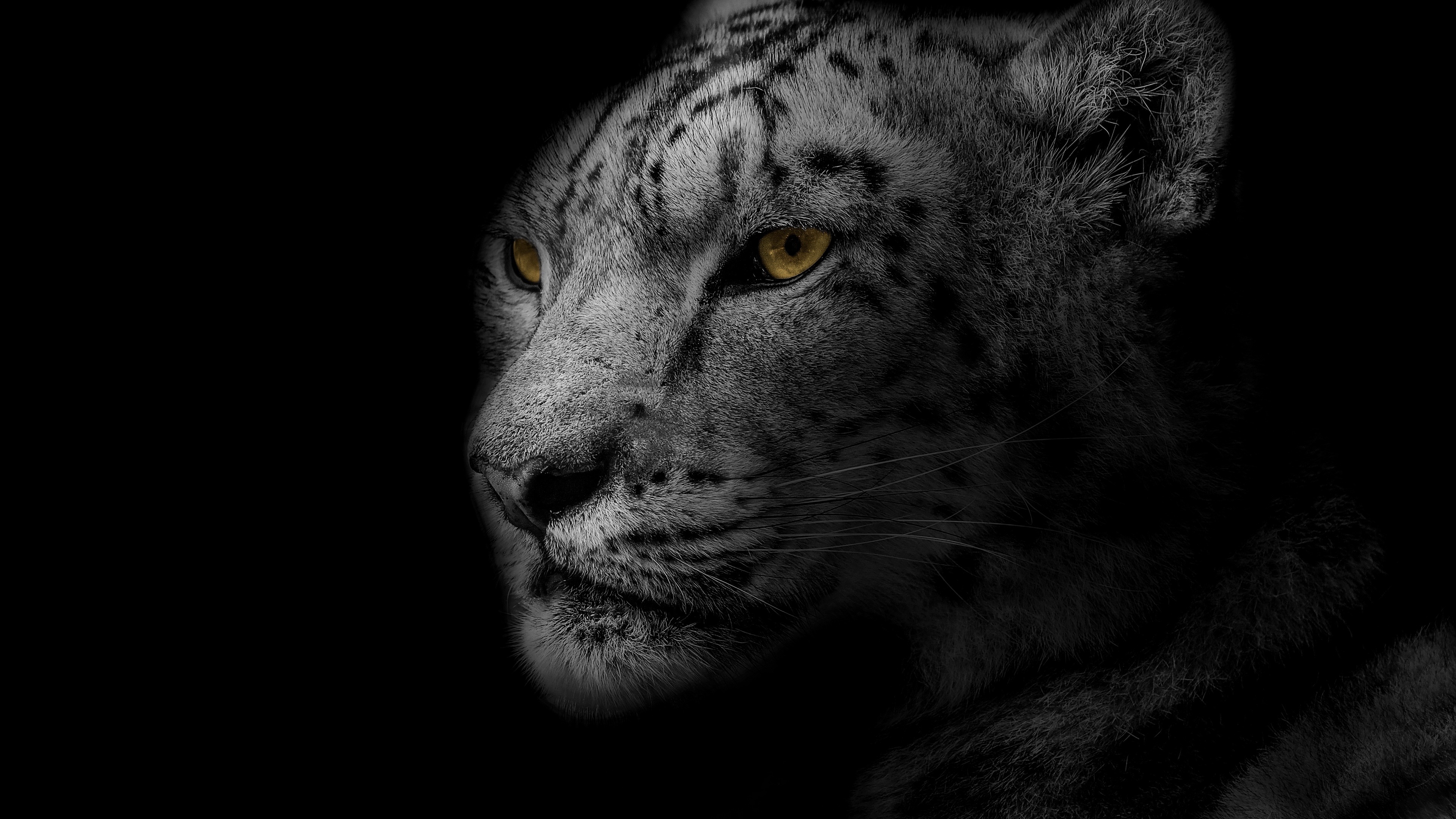 Snow leopard 4k ultra, Snow leopard wallpaper, Wild animals, 3840x2160 4K Desktop