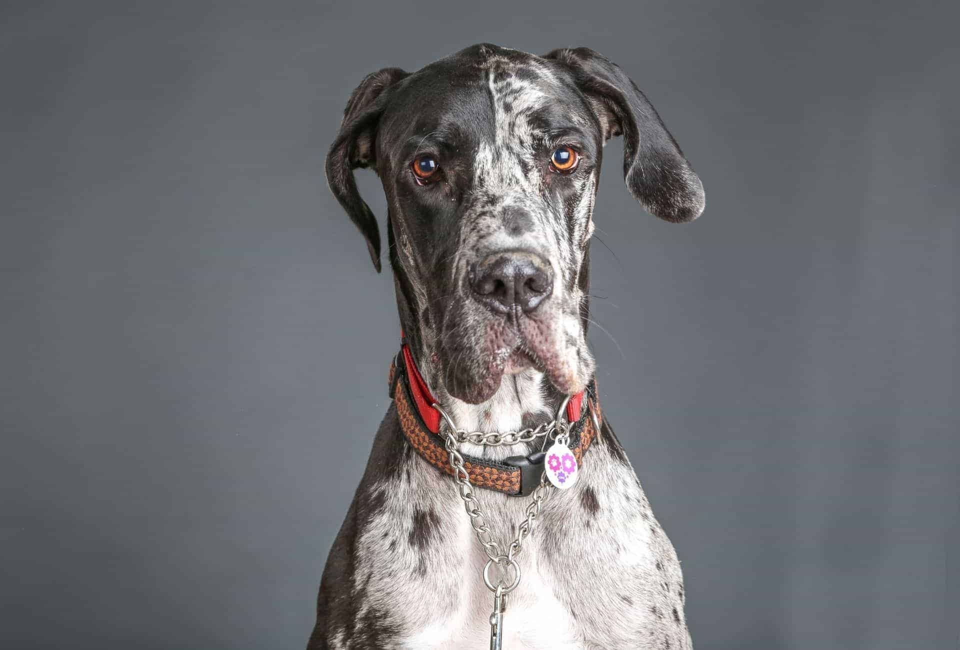 Great Dane: A massive, square-jawed head and body lines, The tallest of the working breeds, Canine. 1920x1300 HD Wallpaper.
