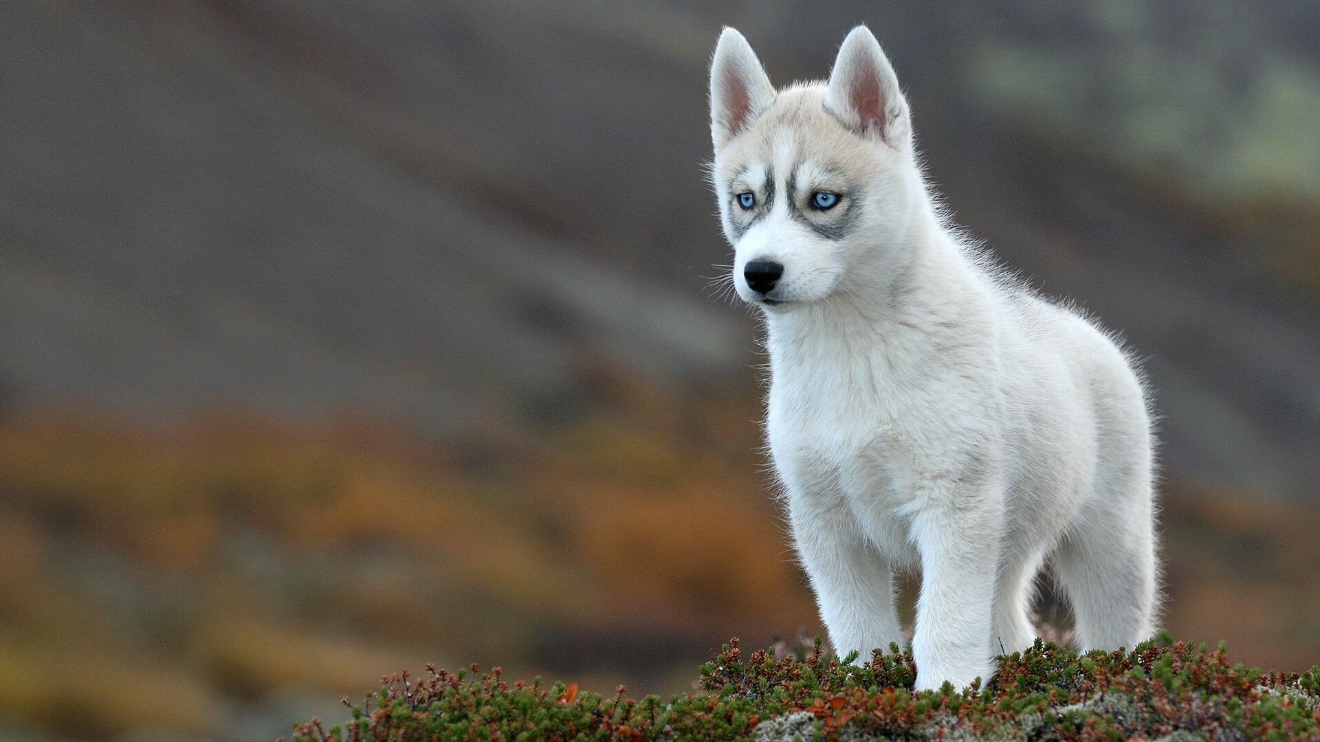 Siberian Husky: Frequently used as sled dogs by competitive and recreational mushers. 1920x1080 Full HD Background.