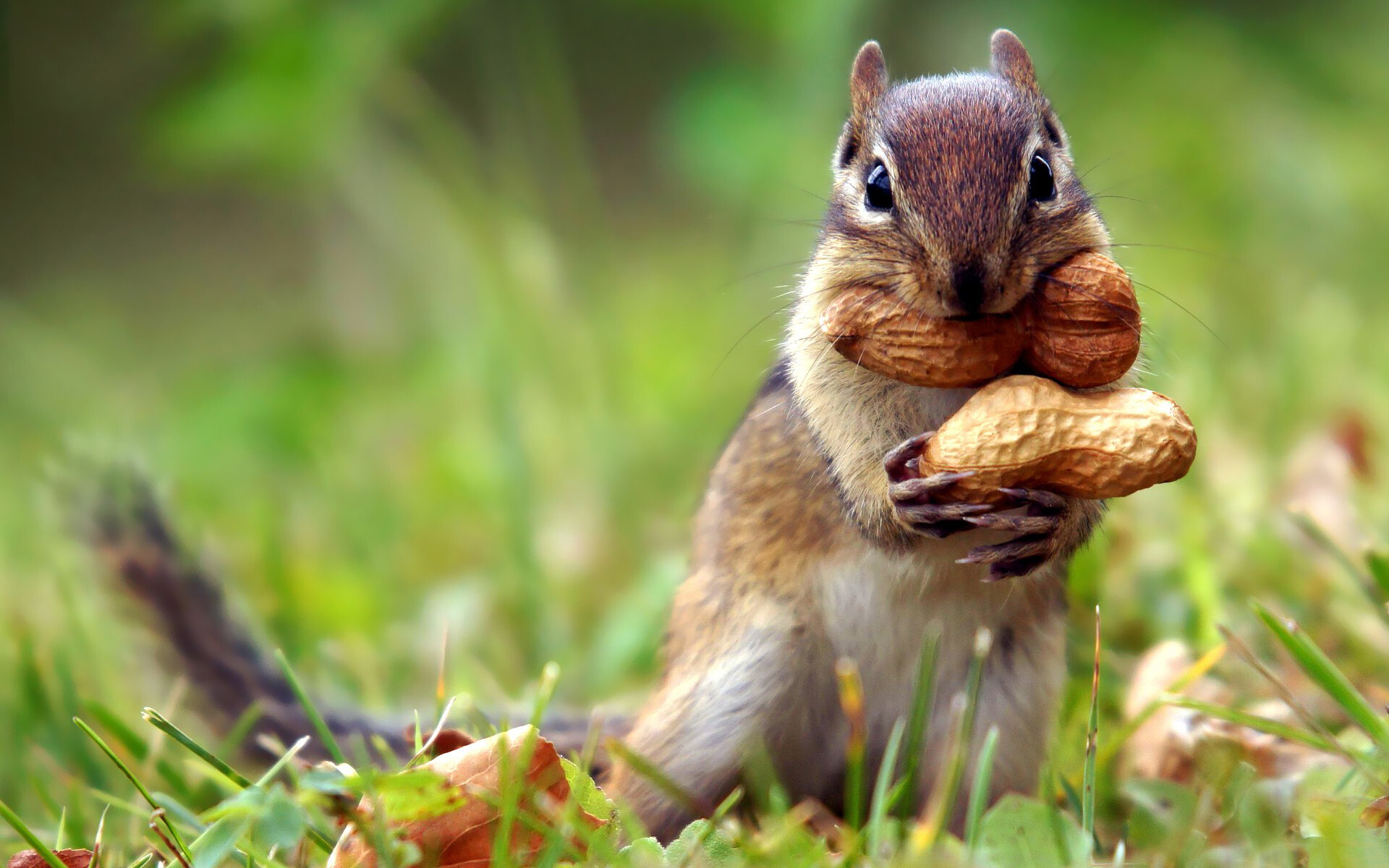 Squirrel: Part of the Sciuridae family, Eat nuts, leaves, roots, seeds, and other plants. 1920x1200 HD Background.