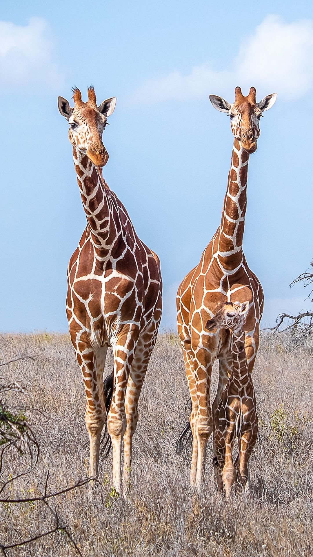 Giraffe: Native to sub-Saharan Africa, Spotted fur. 1080x1920 Full HD Wallpaper.