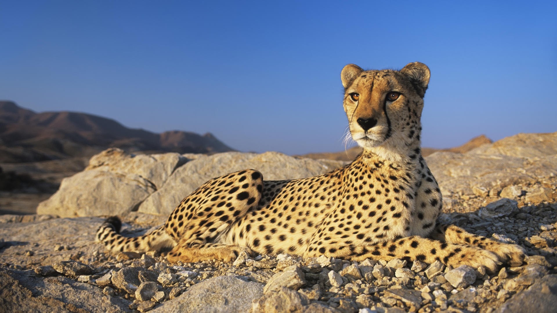 Cheetah wallpaper, Striking and captivating, Stunning and vibrant, African wildlife, 1920x1080 Full HD Desktop