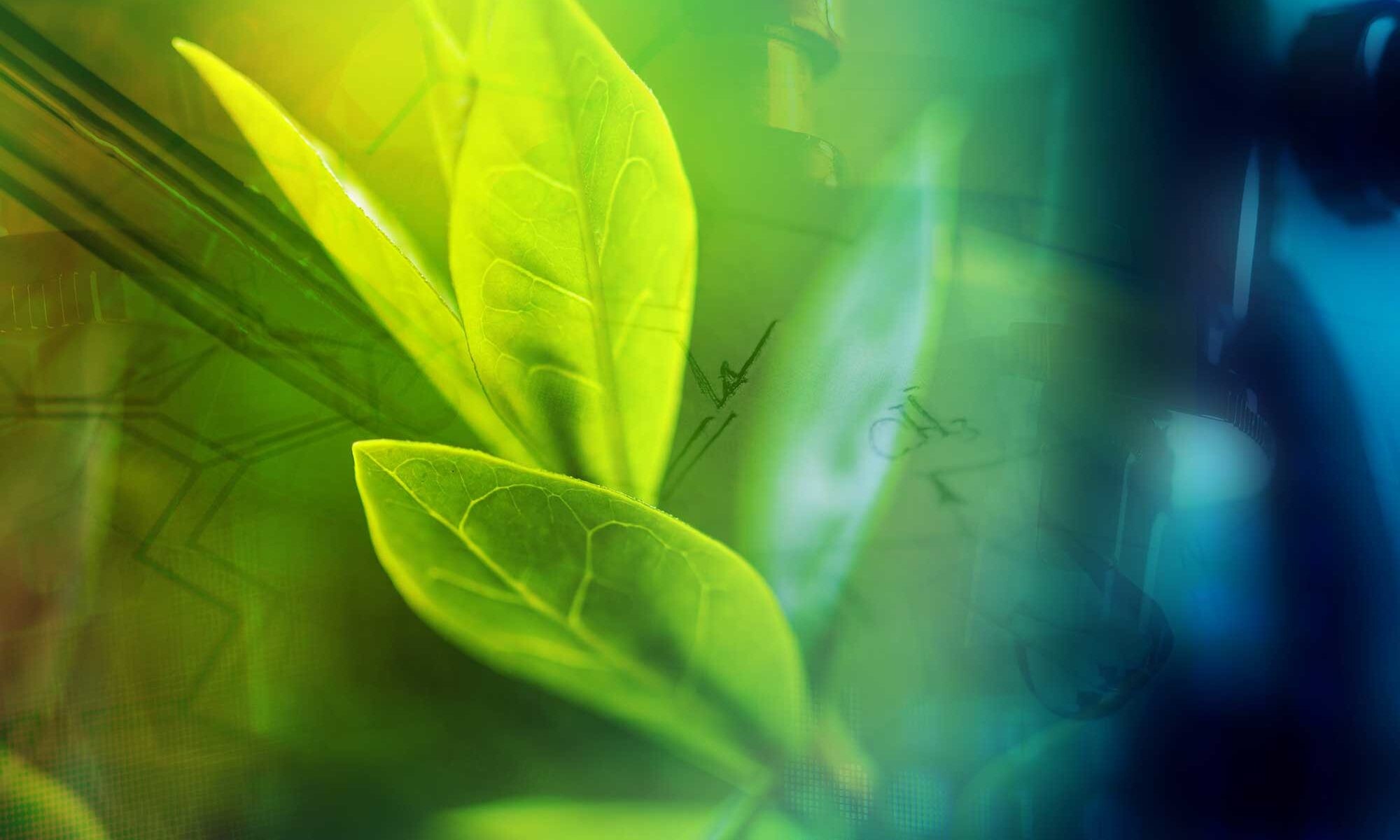 Go Green: Green leaves, The biobased economy, Maintaining the ecological balance. 2000x1200 HD Background.